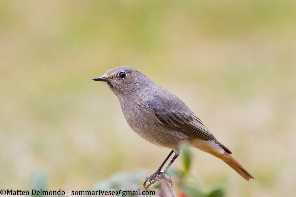 black redstart