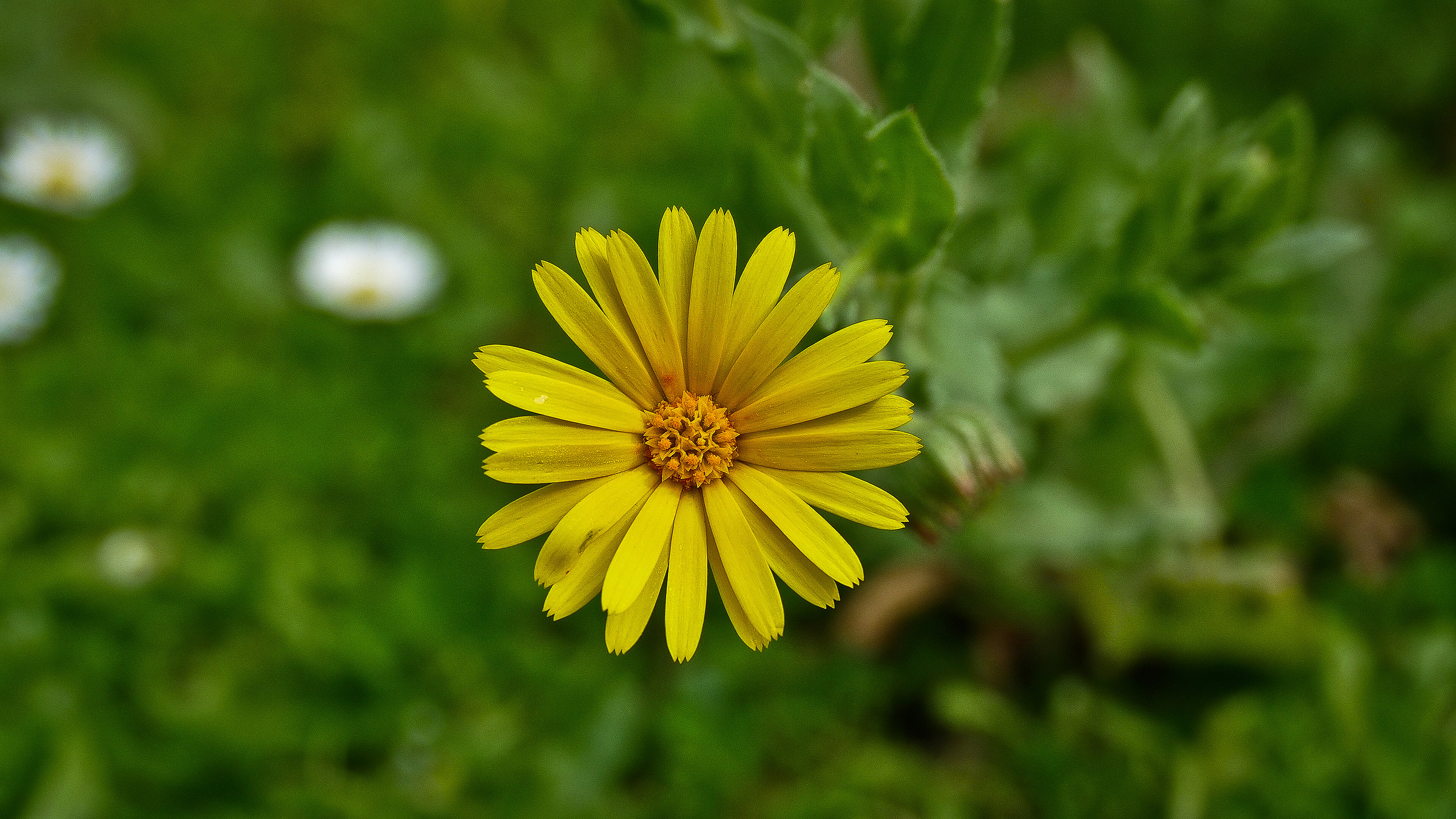 Fiore (Fermo immagine da video 4k)