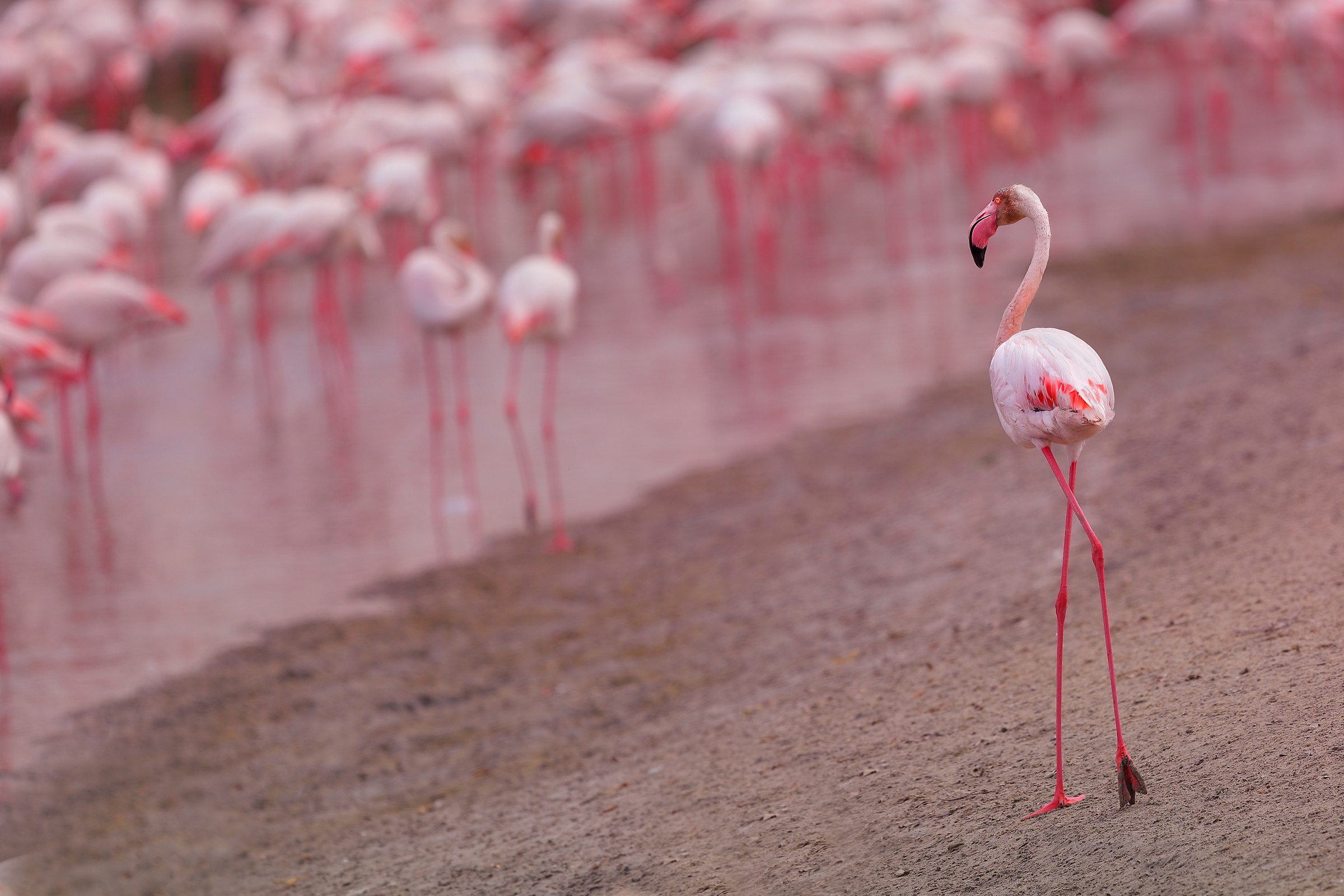 Mo arive myself lean ....