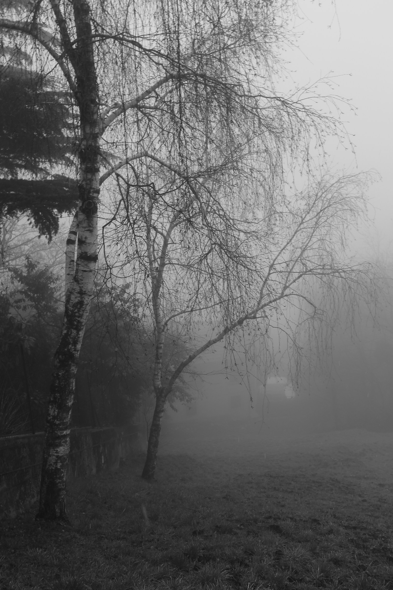 4 passi nella nebbia