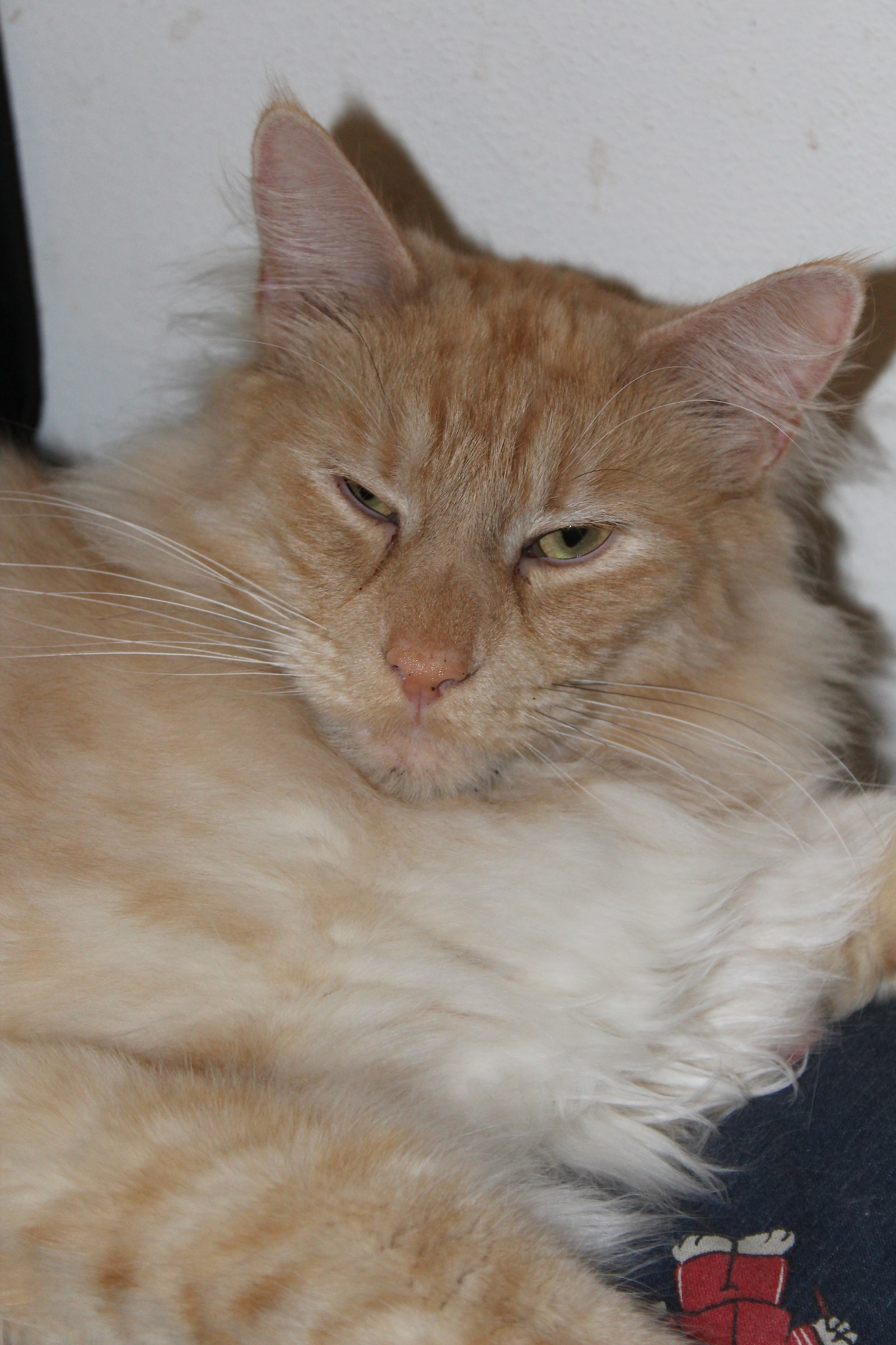 perchèmi hai svegliato