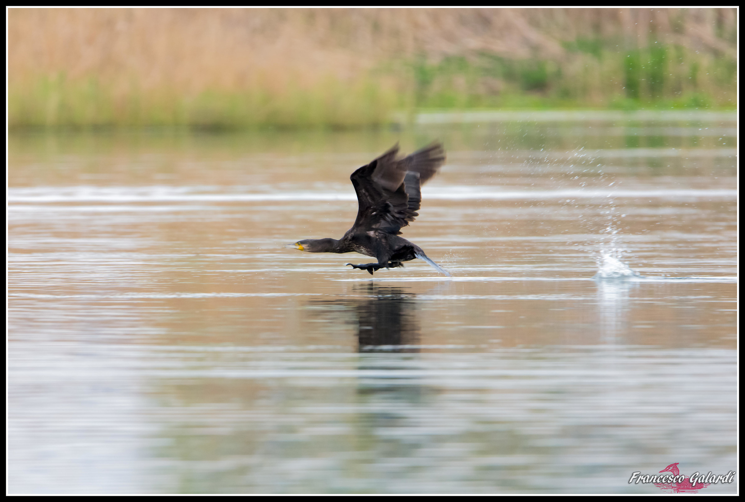 Cormorano in partenza!