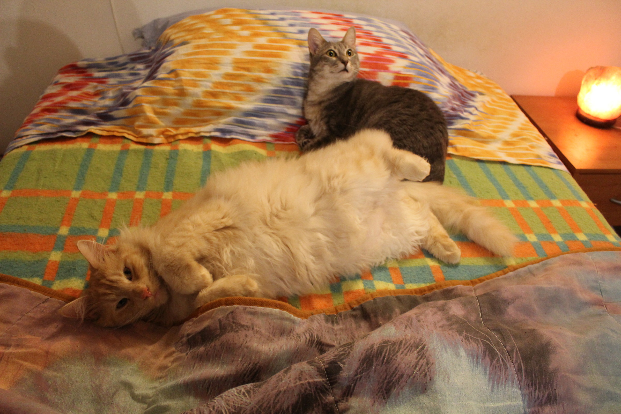 vorresti andare a letto??????