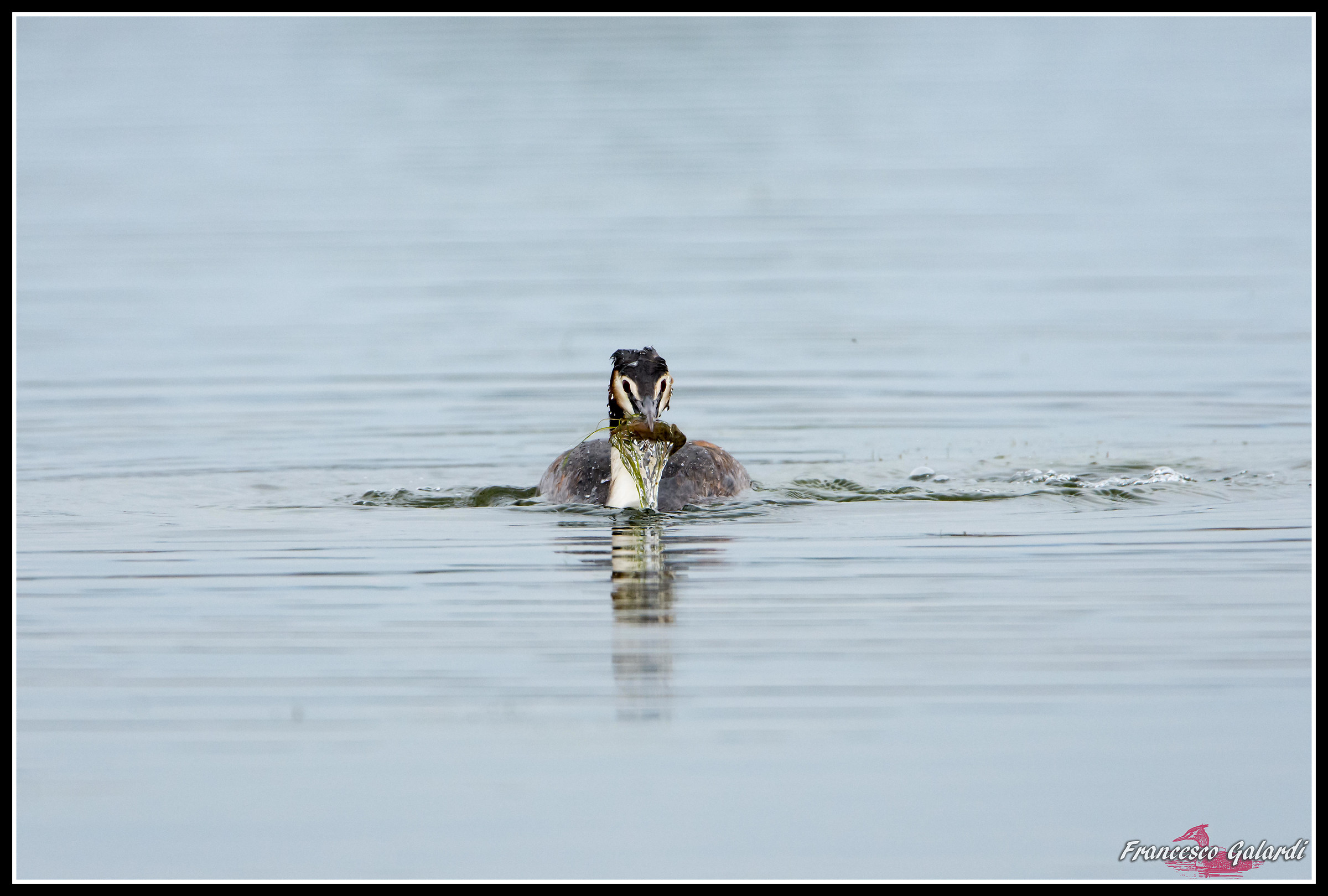 Svasso maggiore con gambero 1