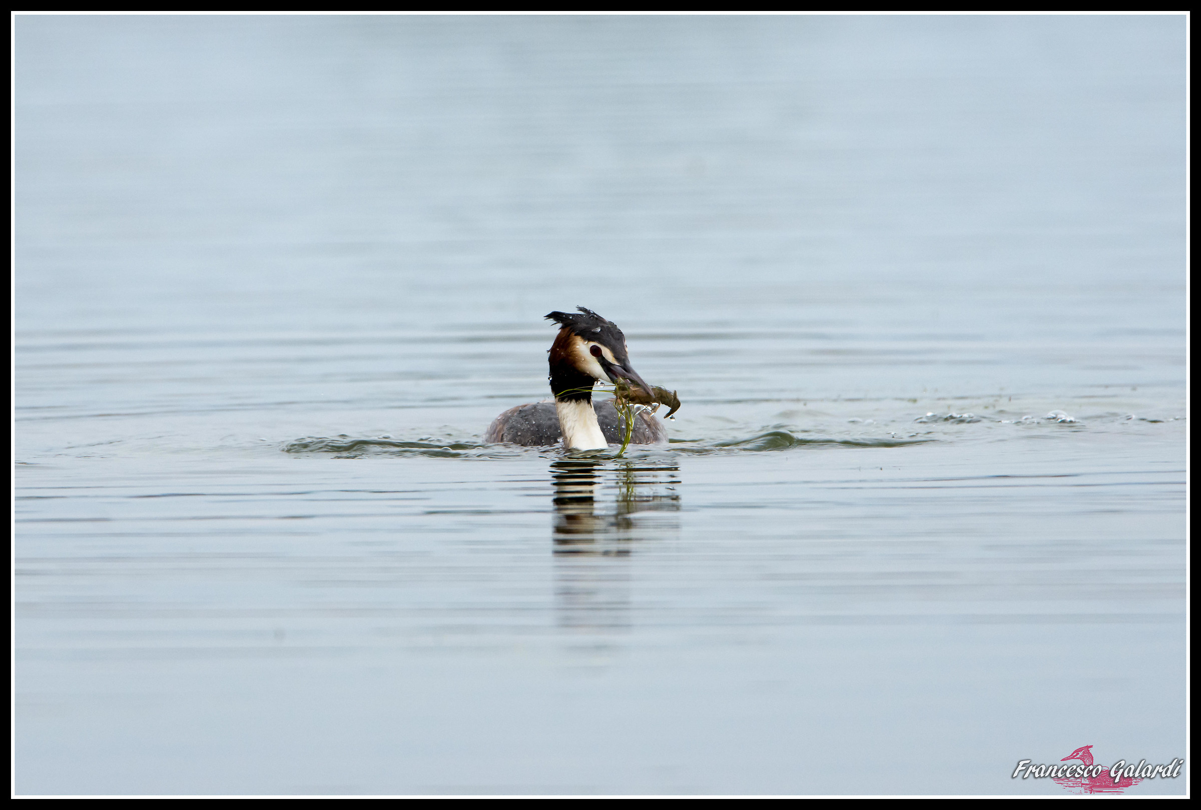 Svasso maggiore con gambero 2