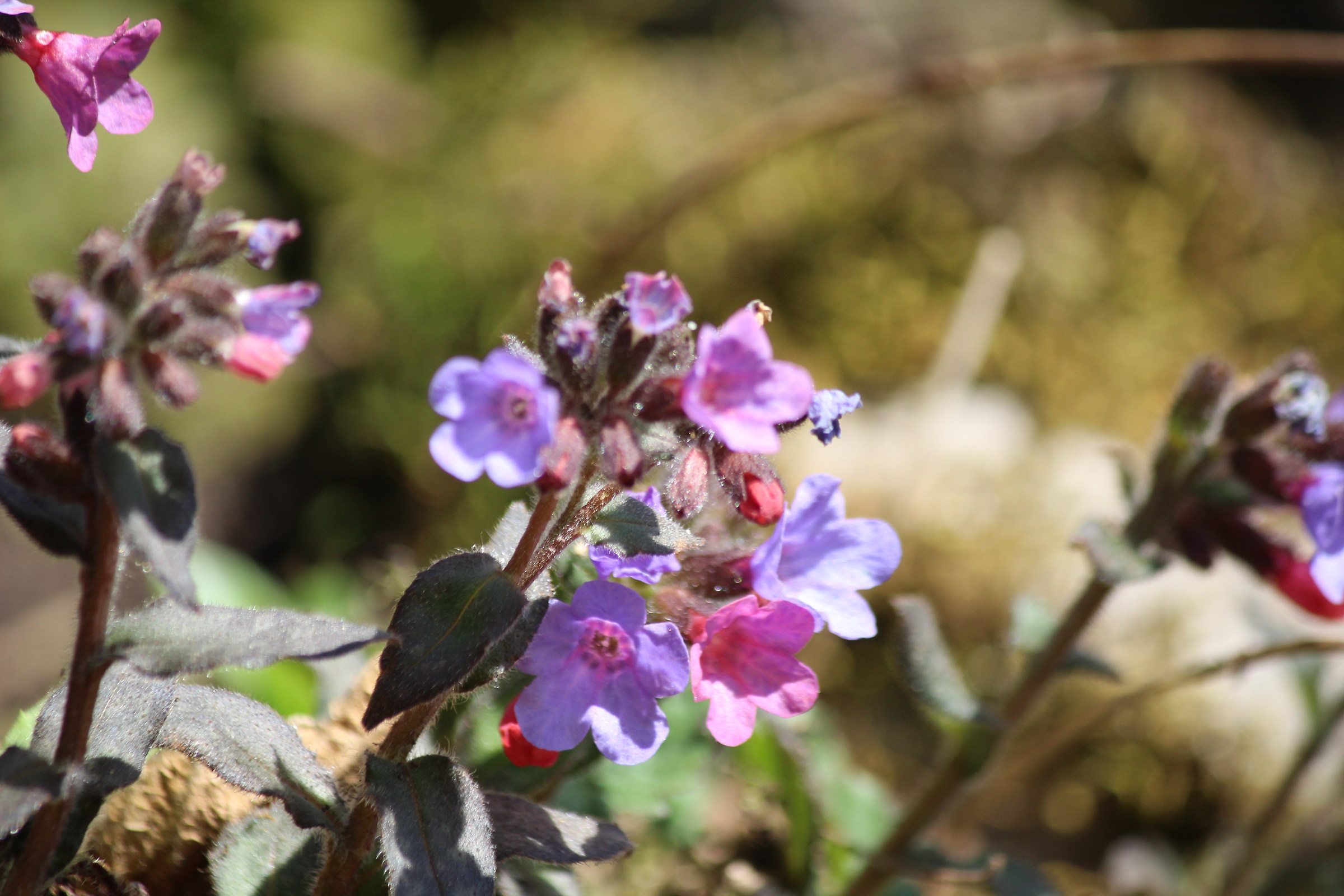 primavera prove macro