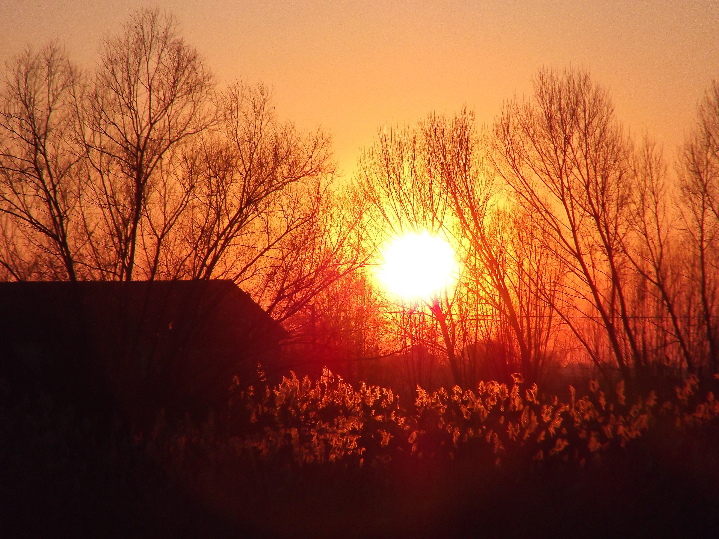 Sunset through the trees