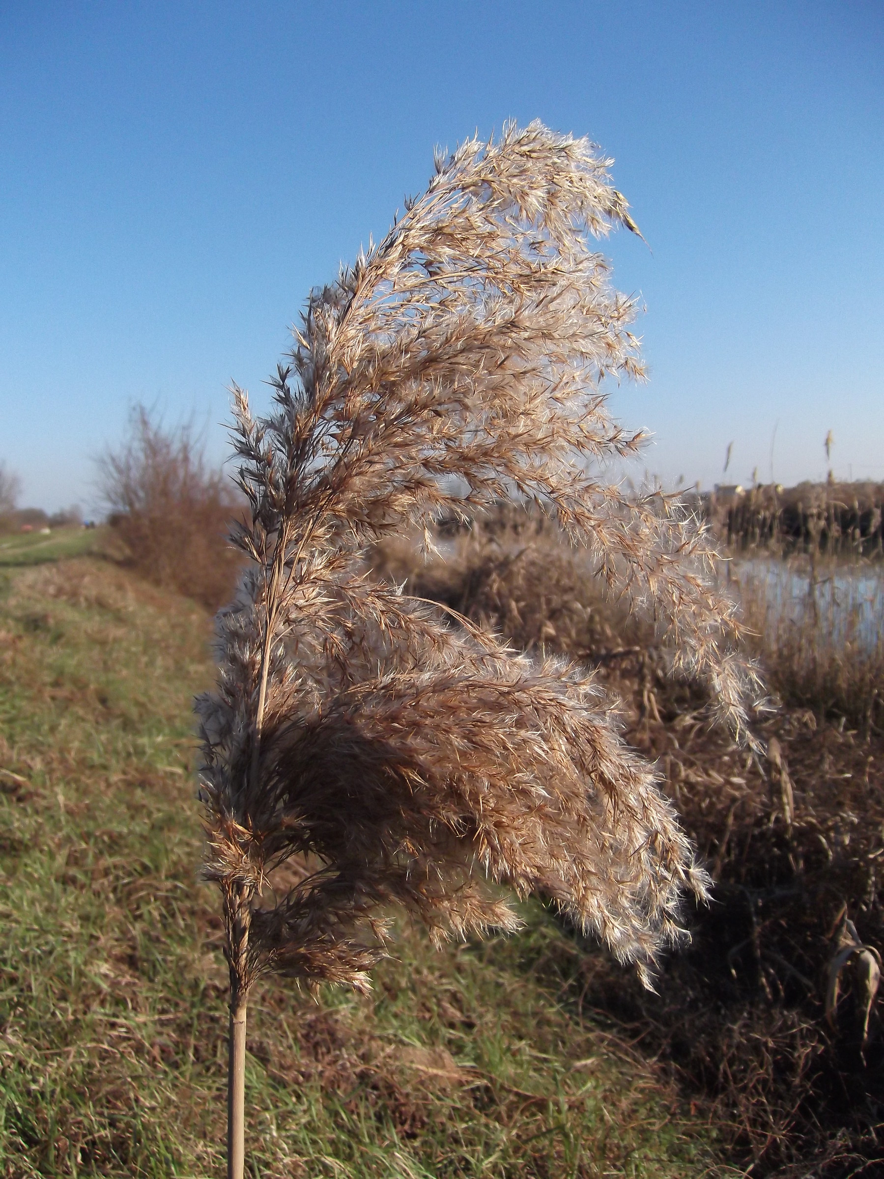 marsh plant