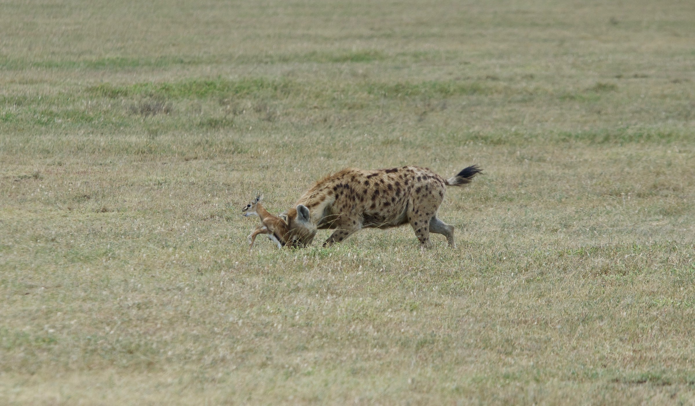 iena caccia piccolo di gazzella