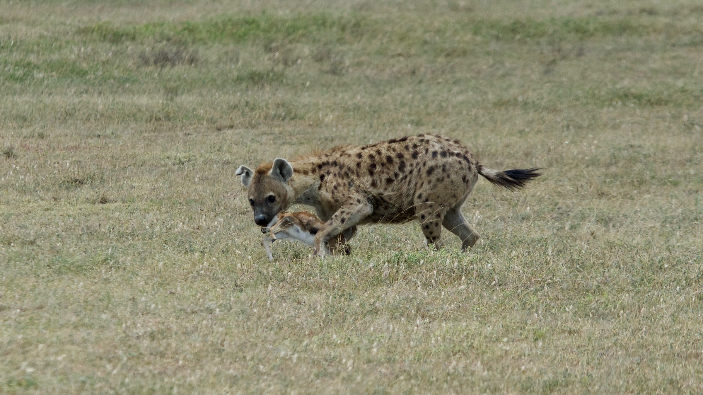 hyena small hunting gazelle