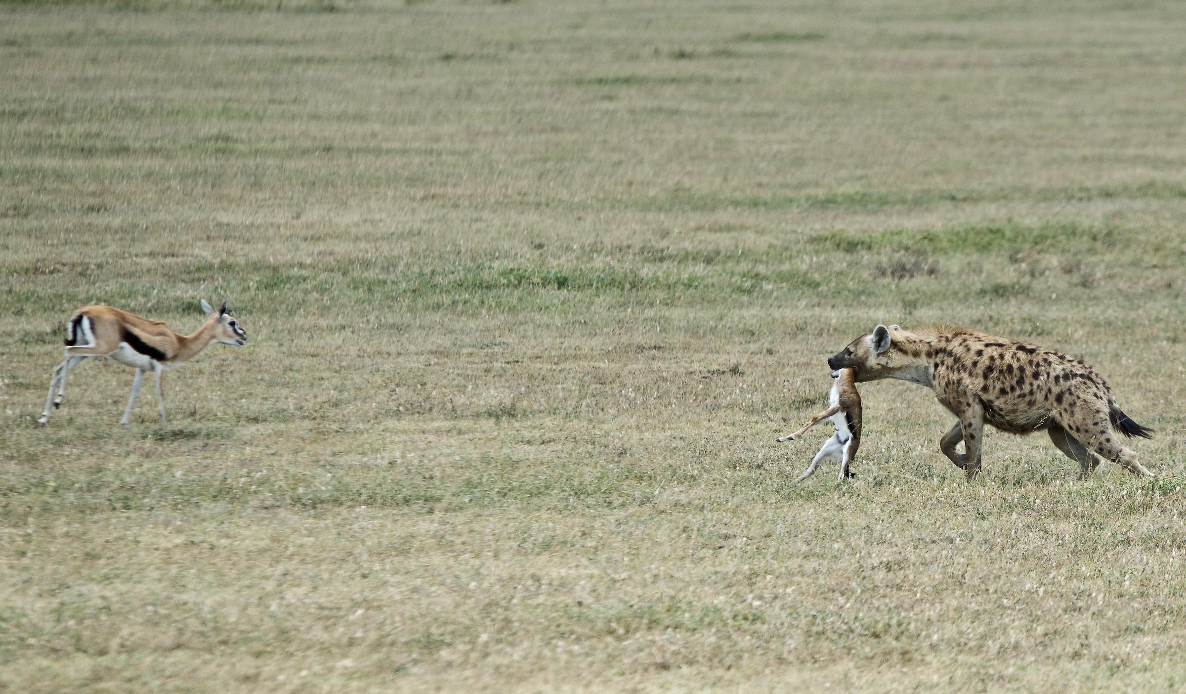 iena caccia piccolo di gazzella