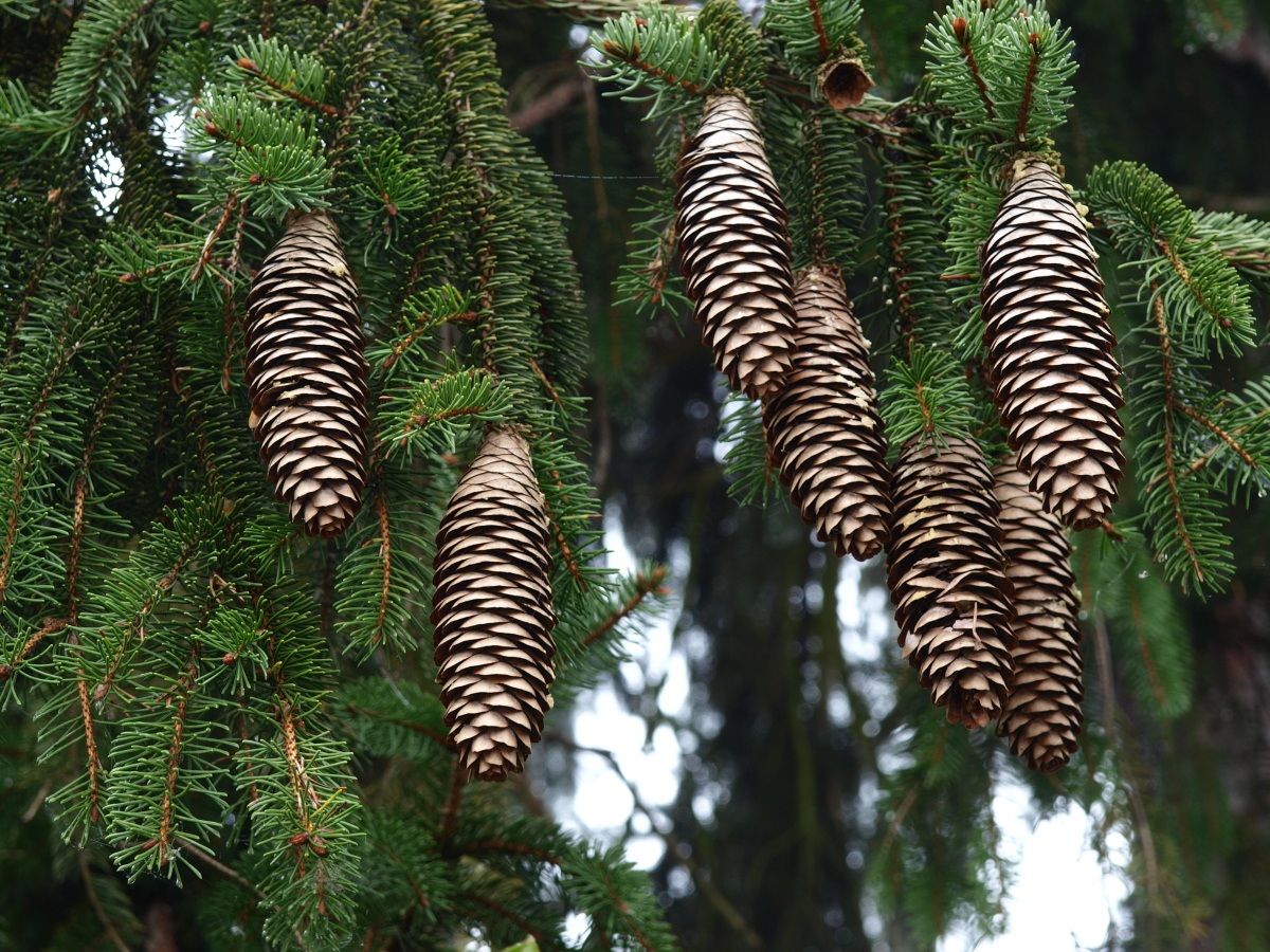Cones