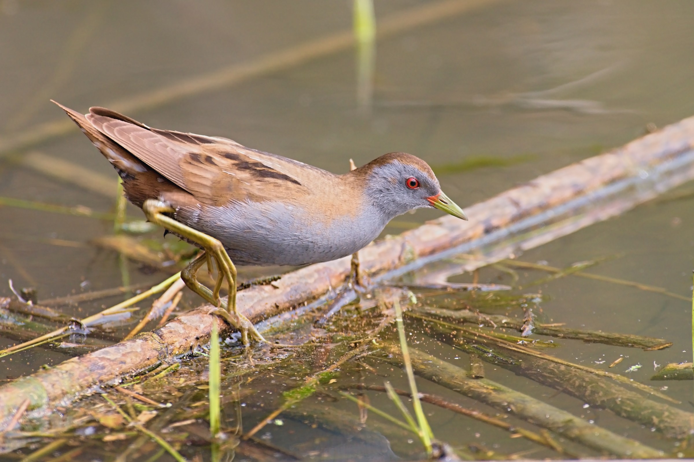 The Crake (Parzana Parva)