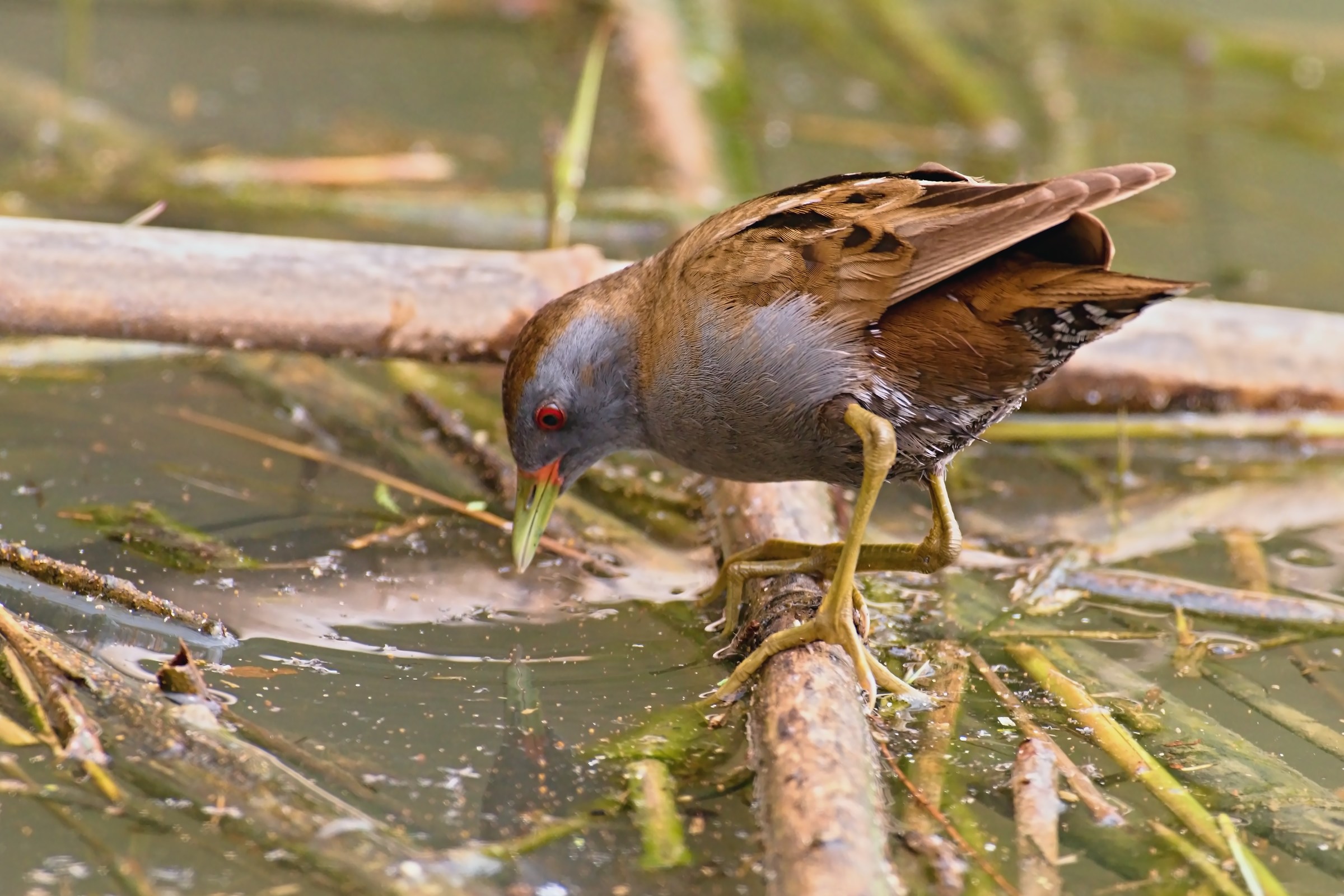 the Crake
