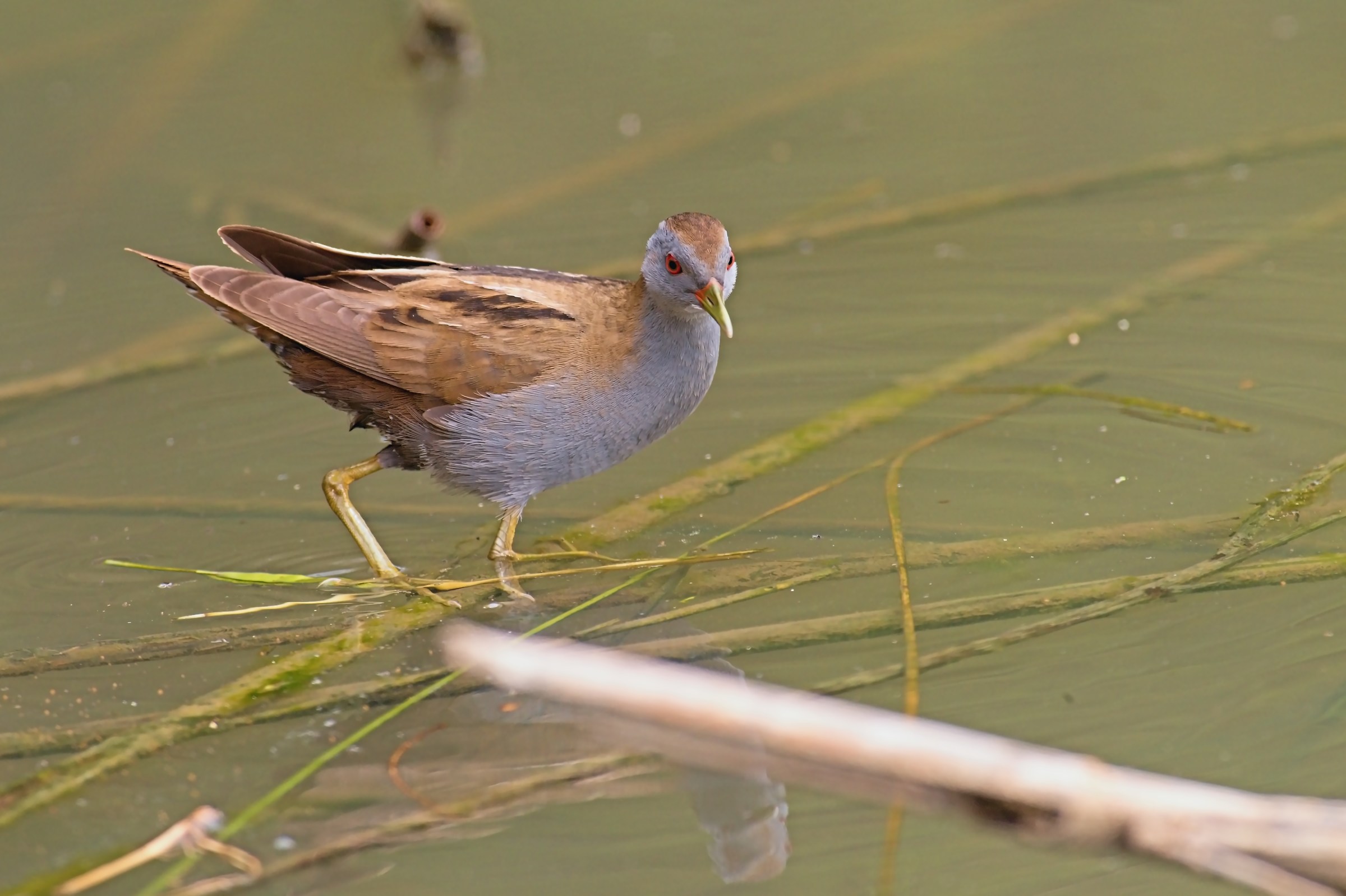the Crake