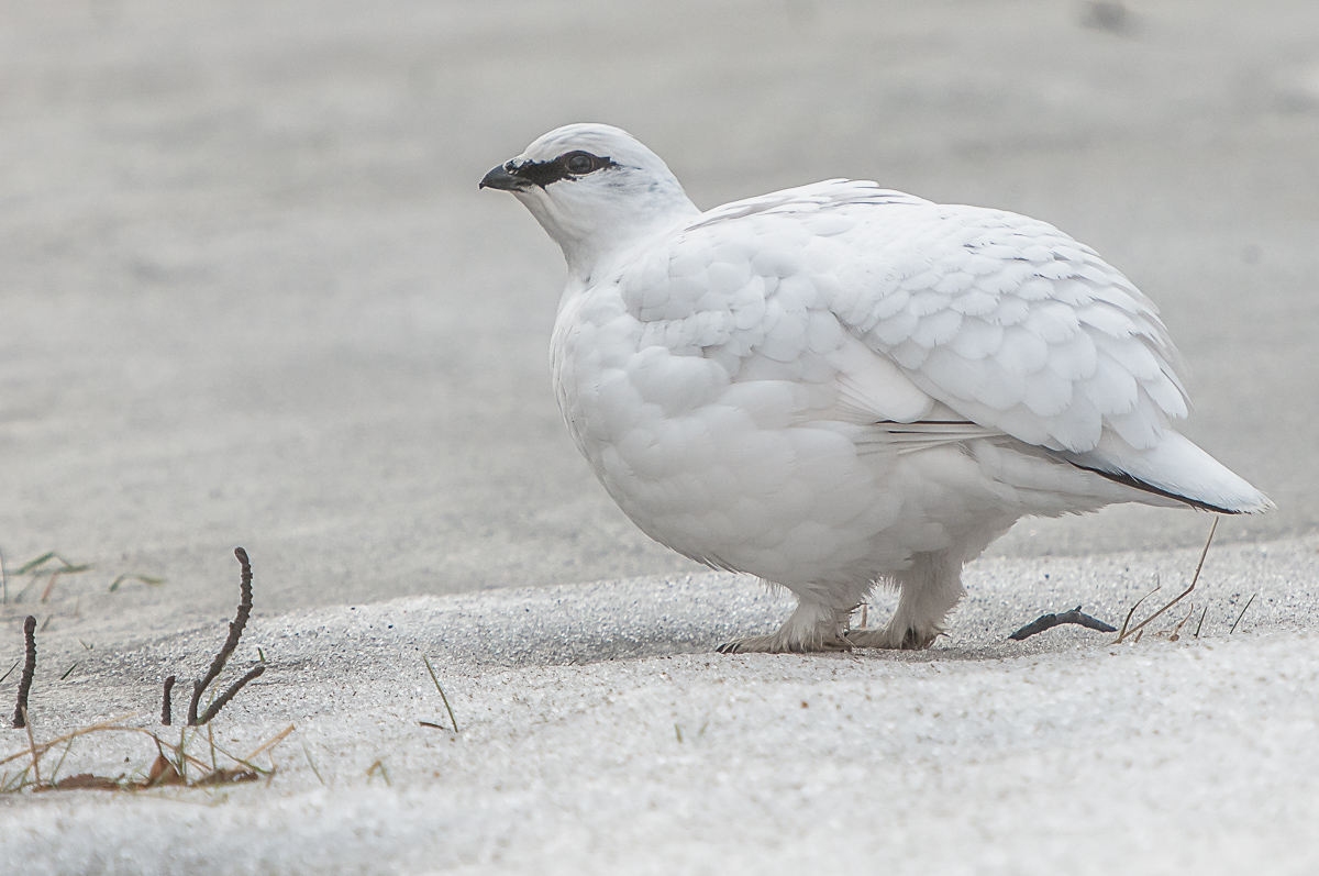 ptarmigan