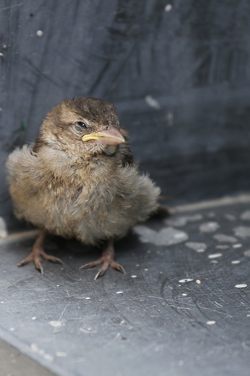 Atterraggio fallito, pulcino impaurito!