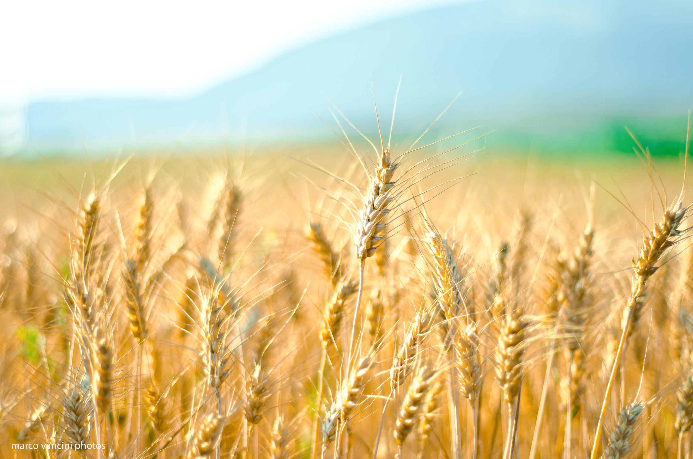 In un campo di grano...
