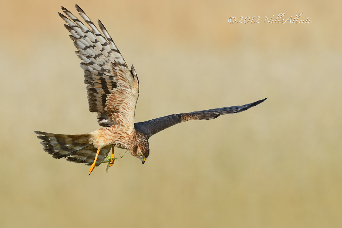 Albanella minore con cavalletta