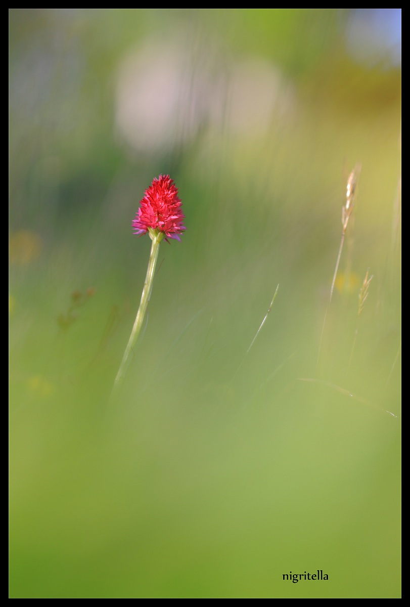 nigritella
