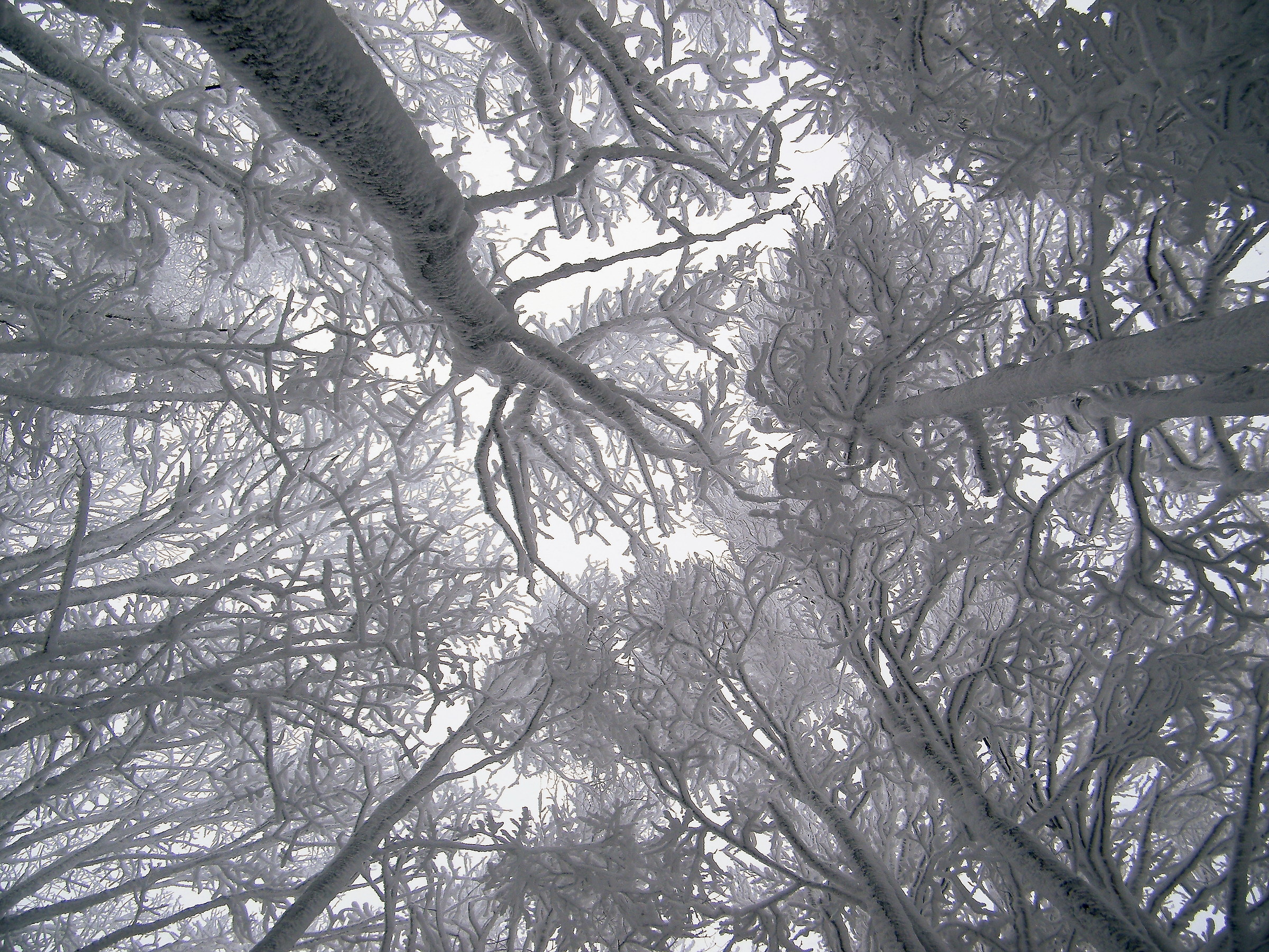 Galaverna, solo chiome ghiacciate