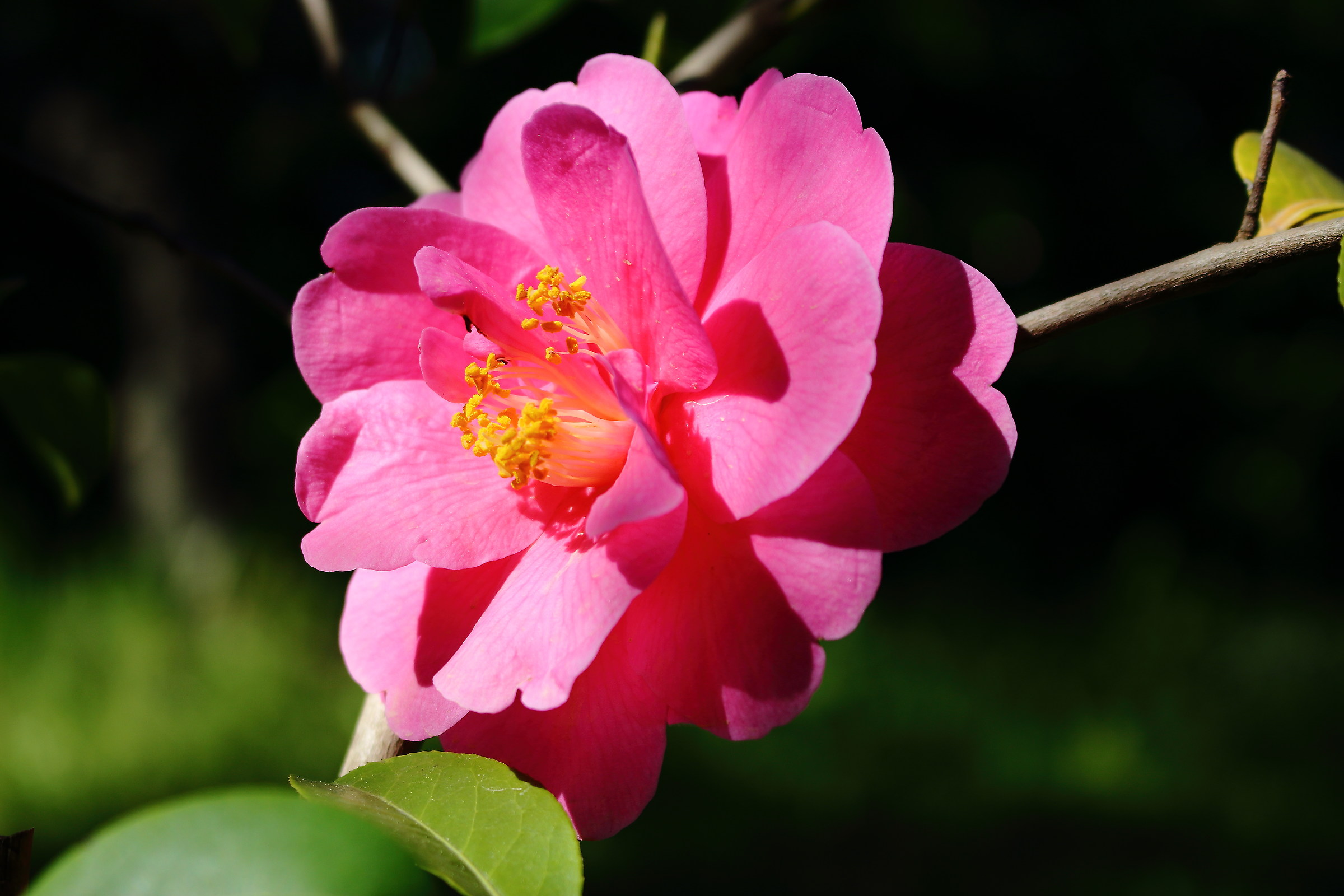 Camelia