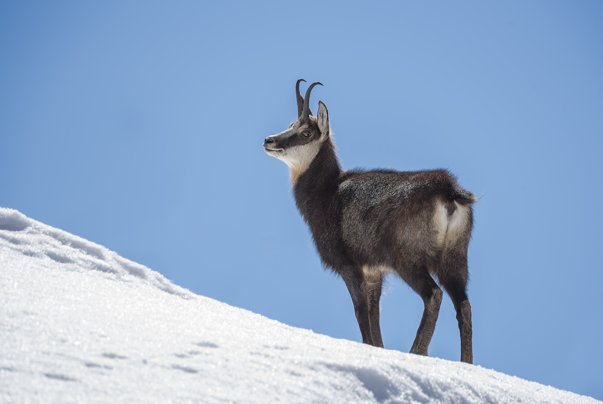 Chamois
