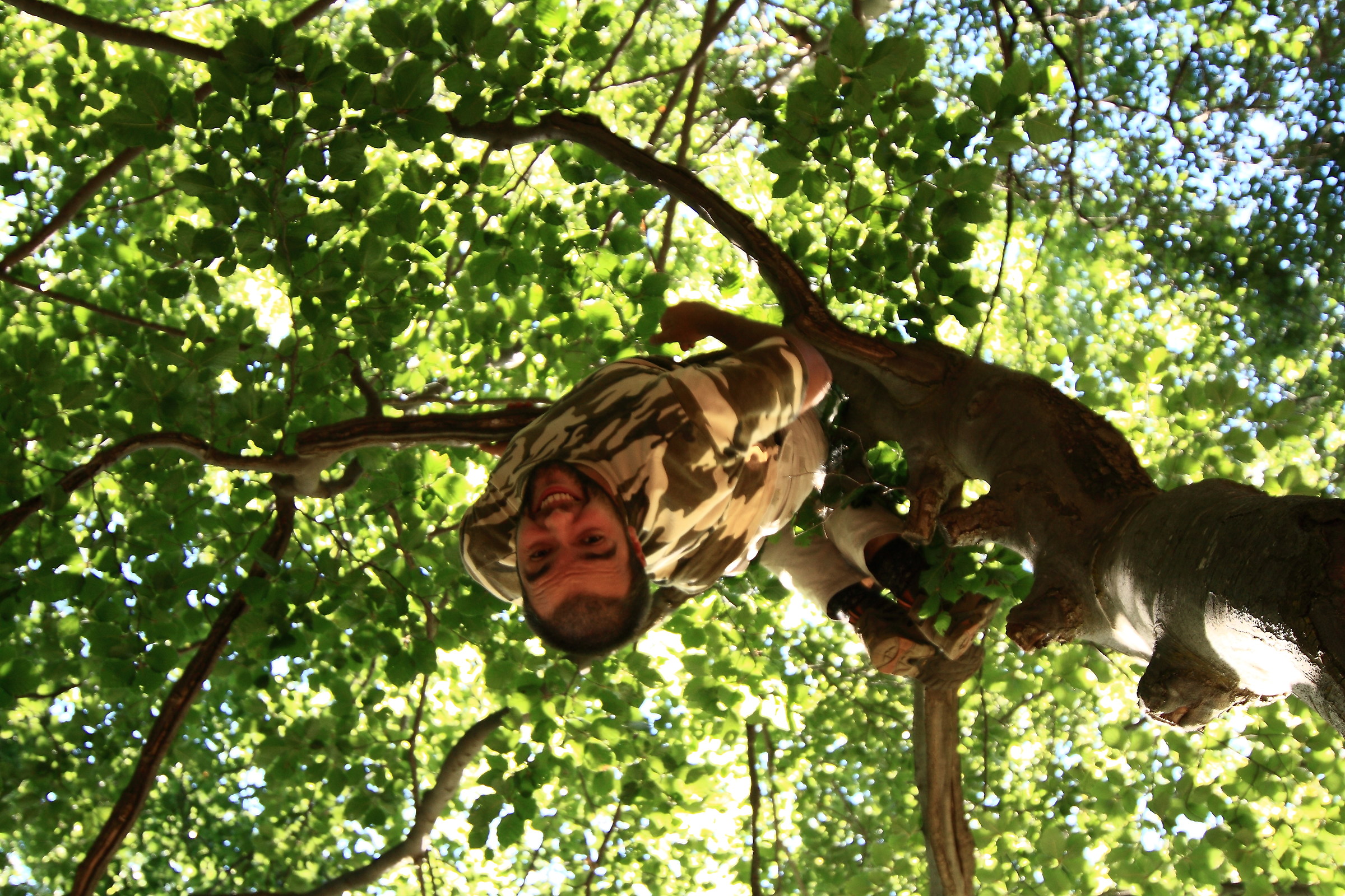 meglio scimmia che umano