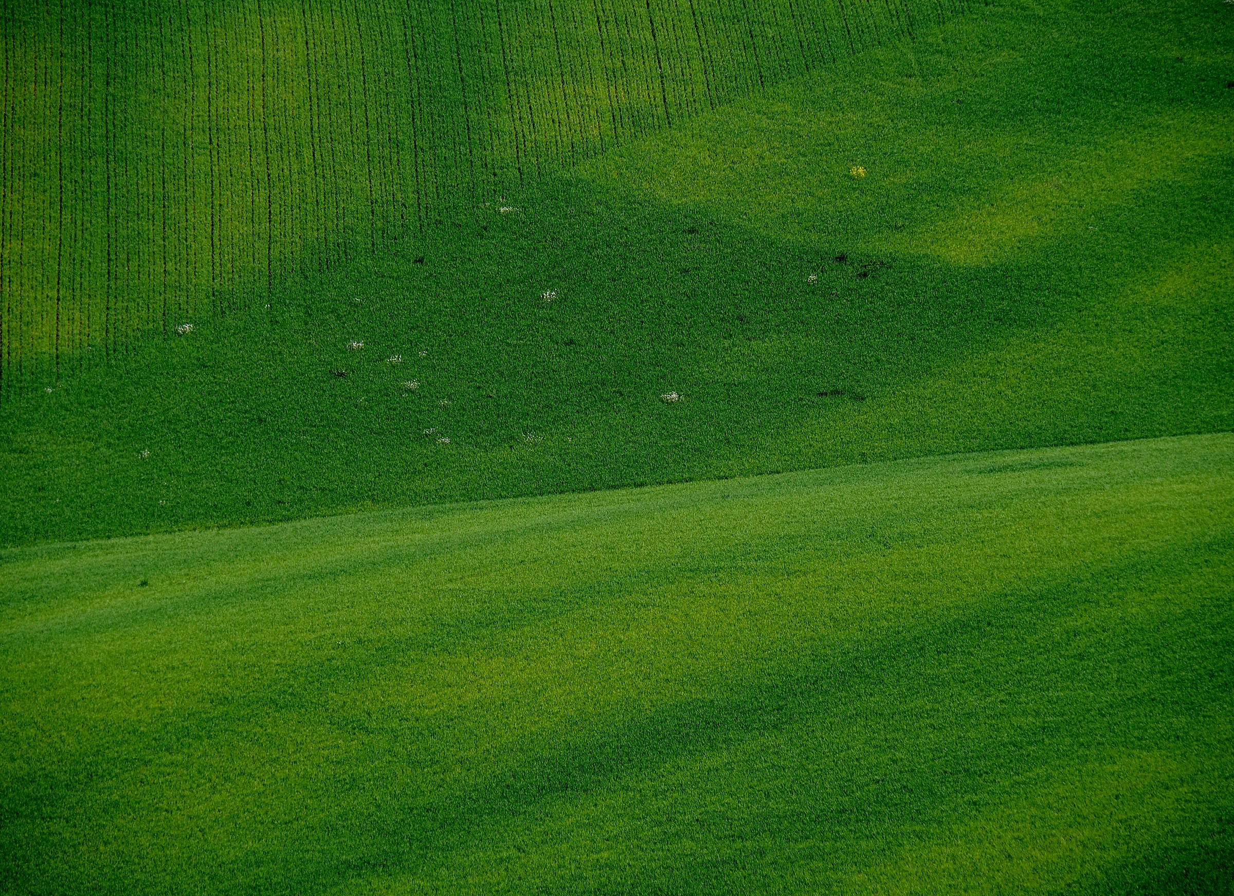 tappeto verde ondeggiante