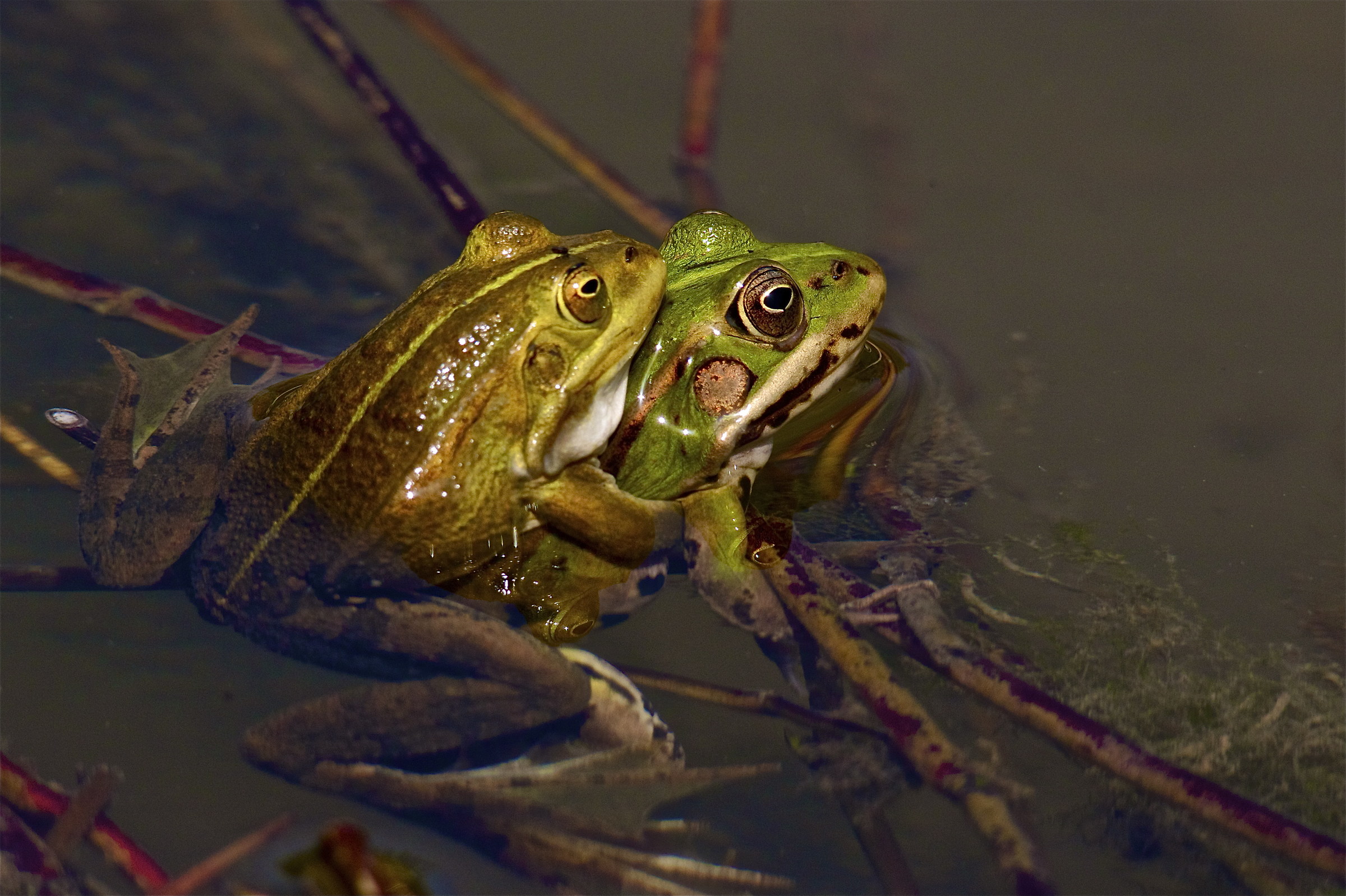 Take me away with you