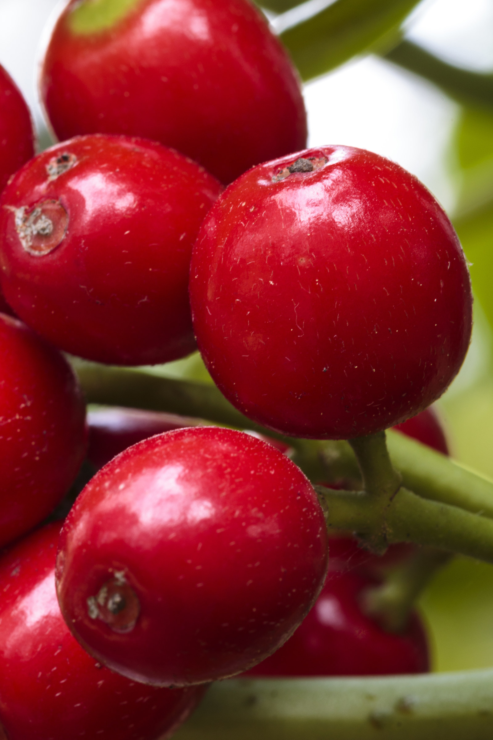 Drupes of Aucuba Japonica.