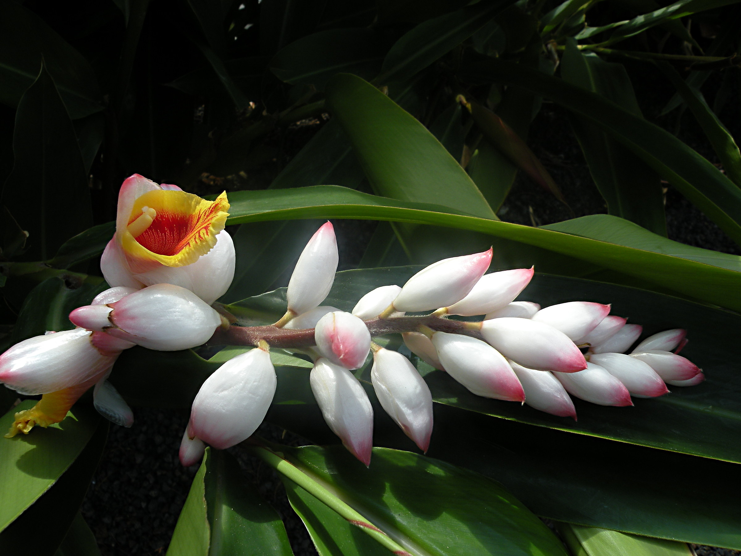 Tenerife-Alpinia zerumbet