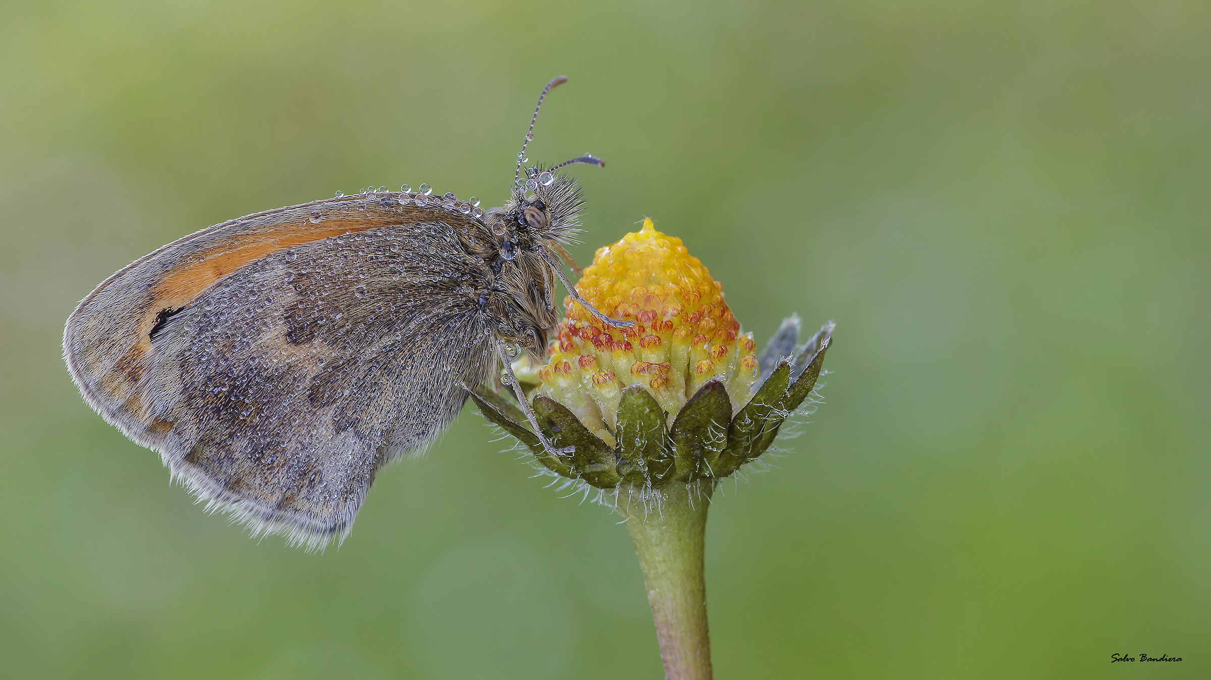 Coenonympha Pamphilius...