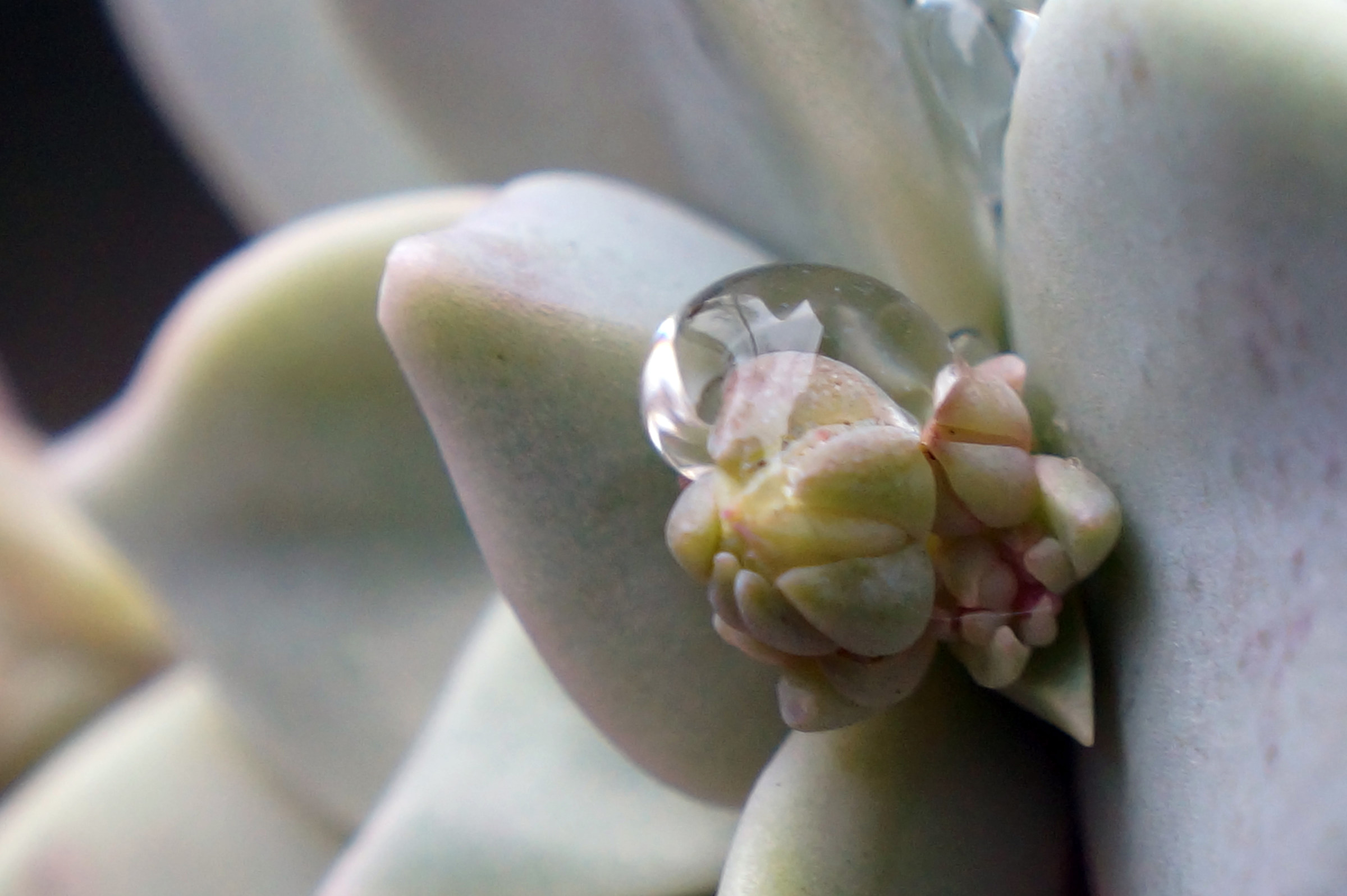 Germoglio pianta grassa (Echeveria)