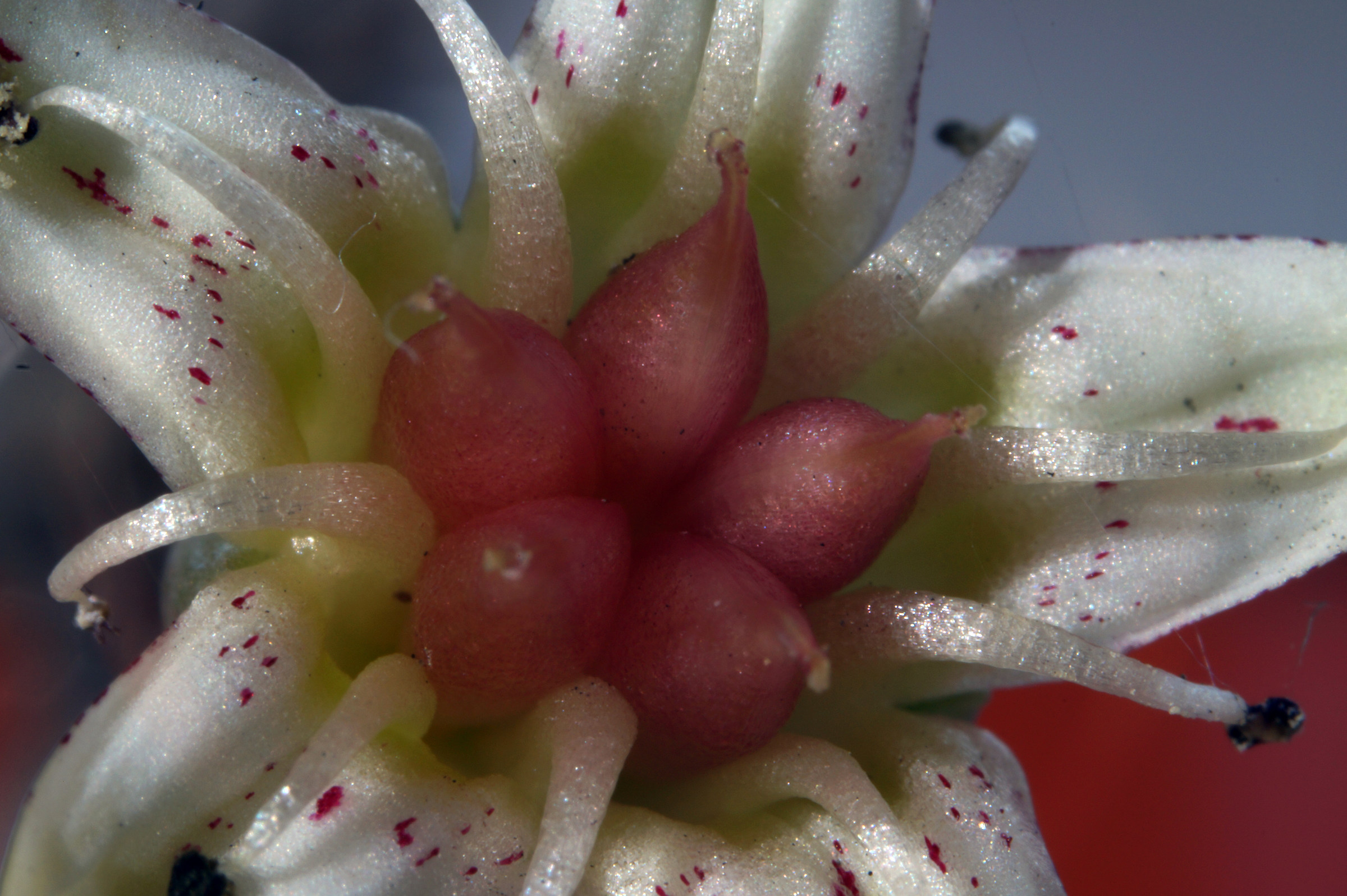 Fiore evecheria molto ingrandito