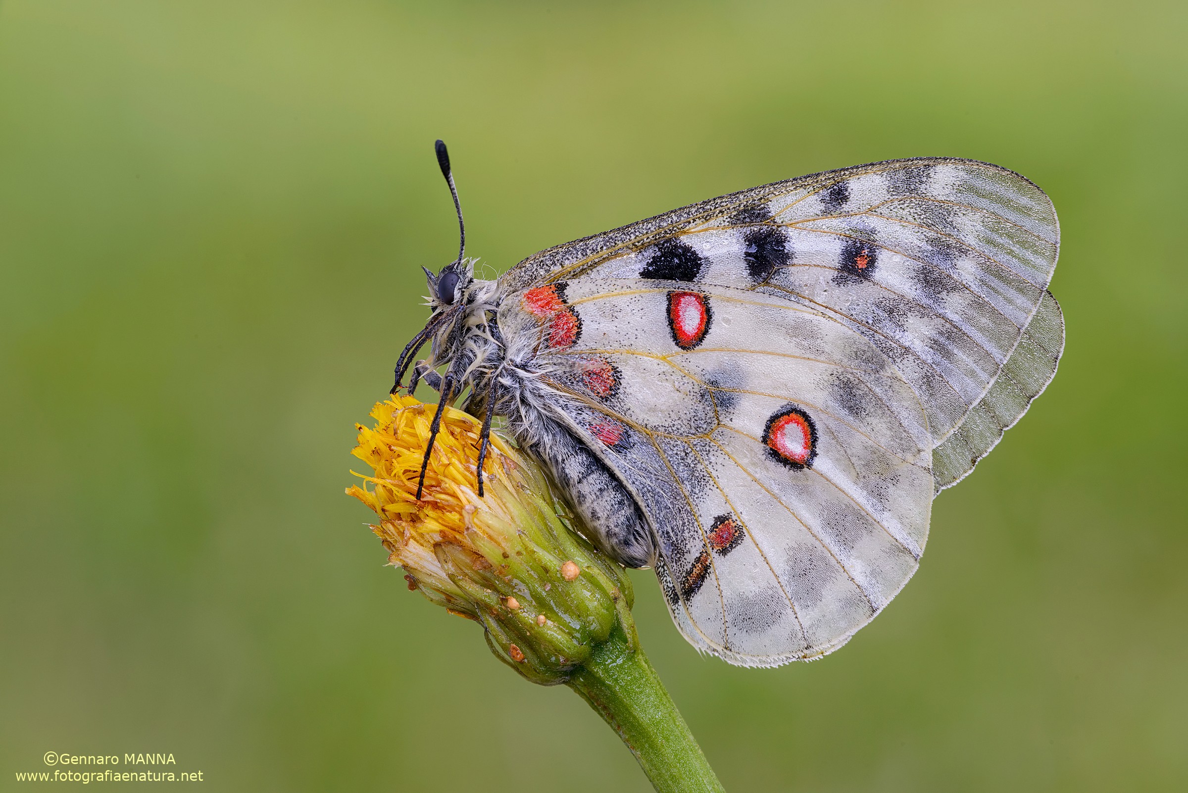 Parnassius apollo