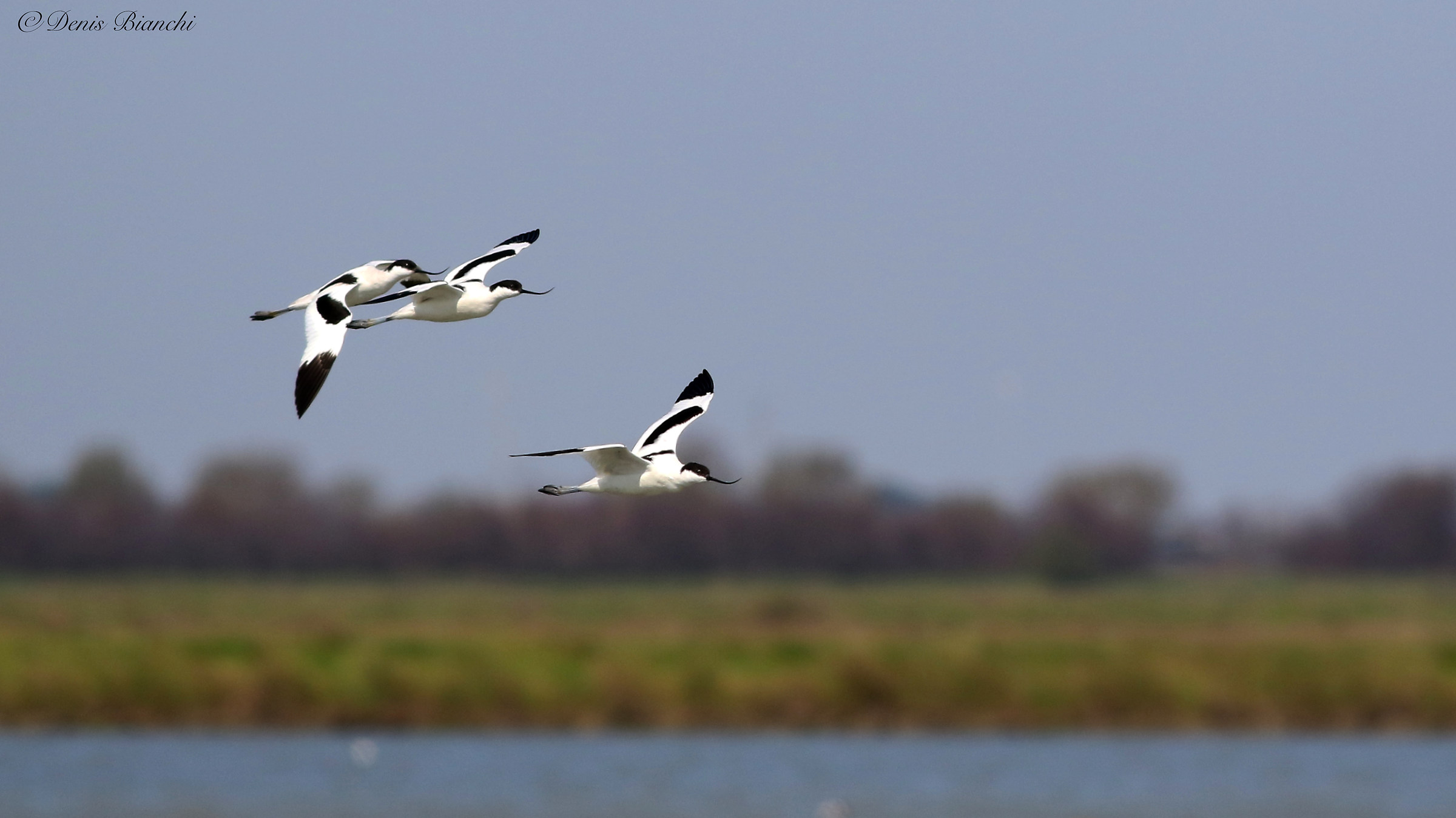 avocets