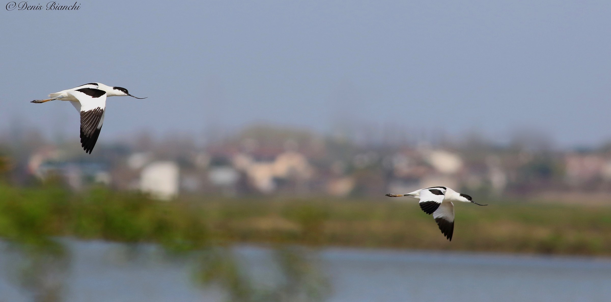 avocets