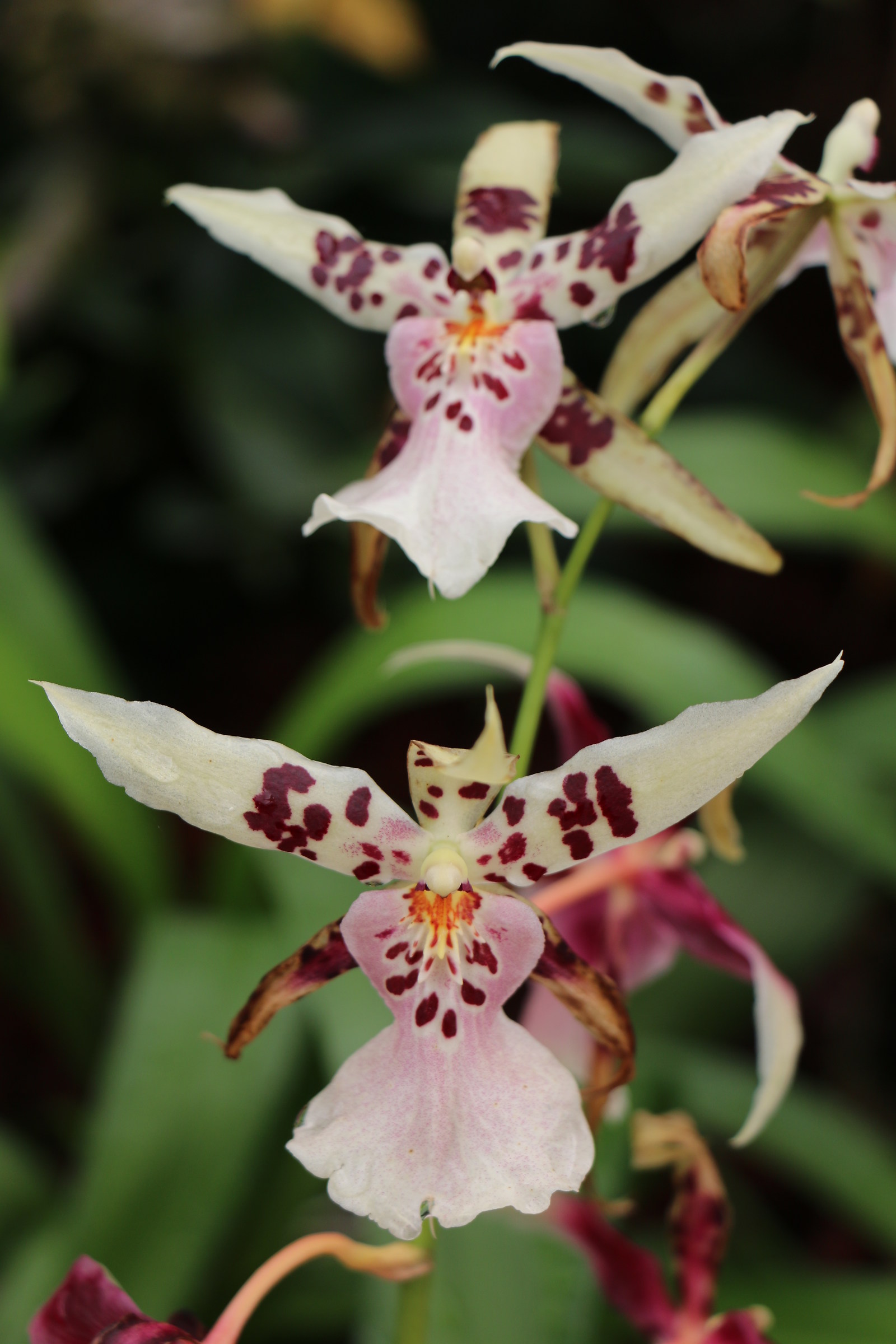 But that beautiful orchids