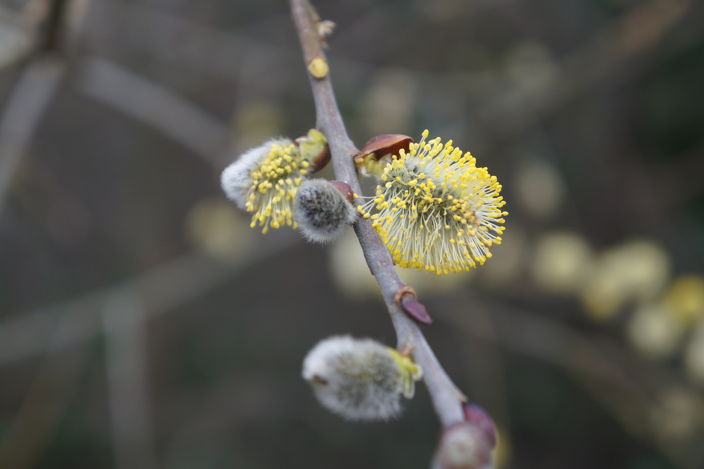 Frassino infiorescenza primaverile