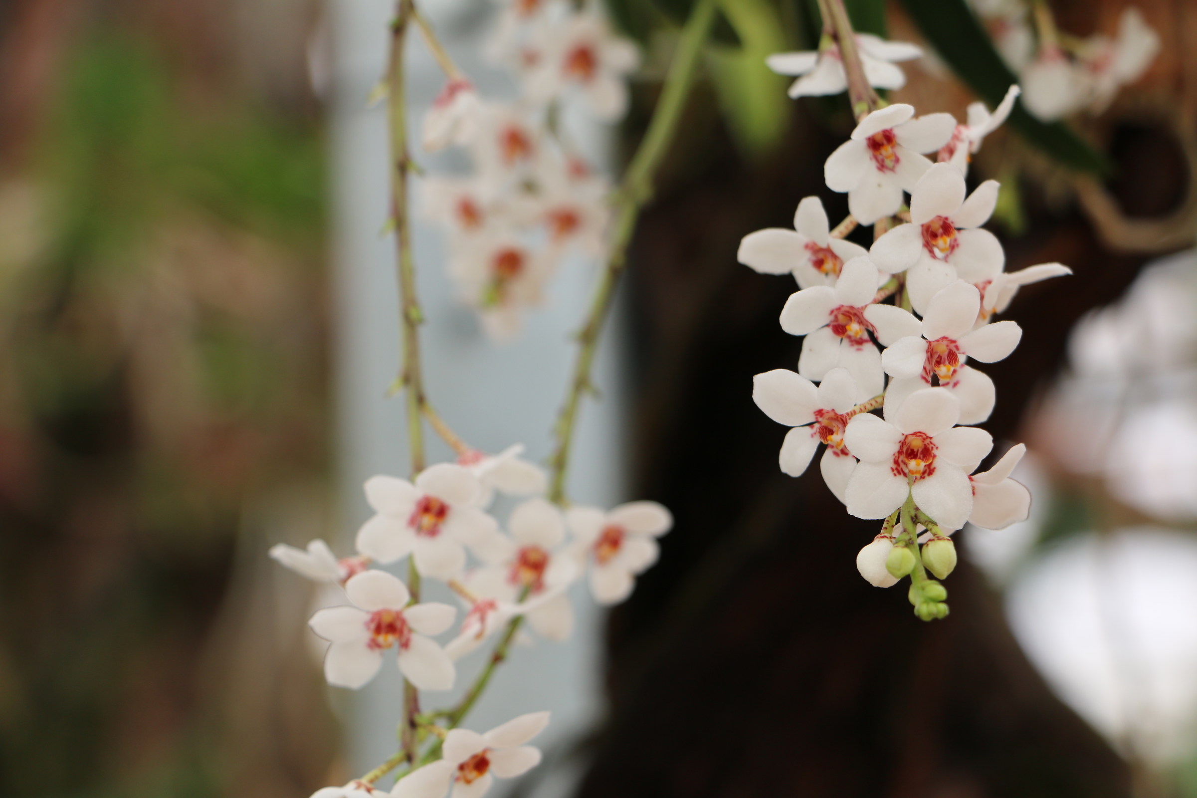 But they were picolissimi (did not see them)