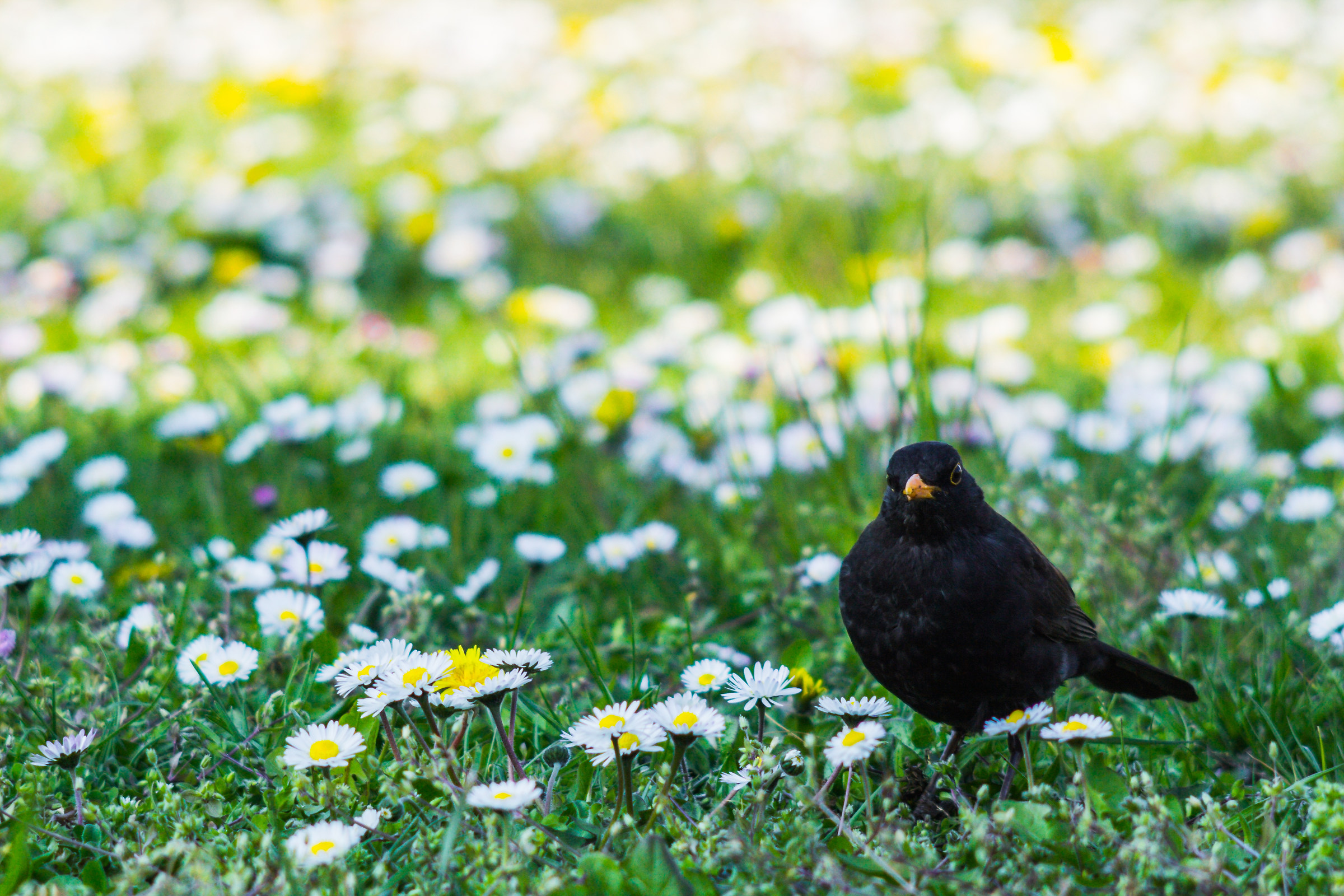 Suspicious blackbird