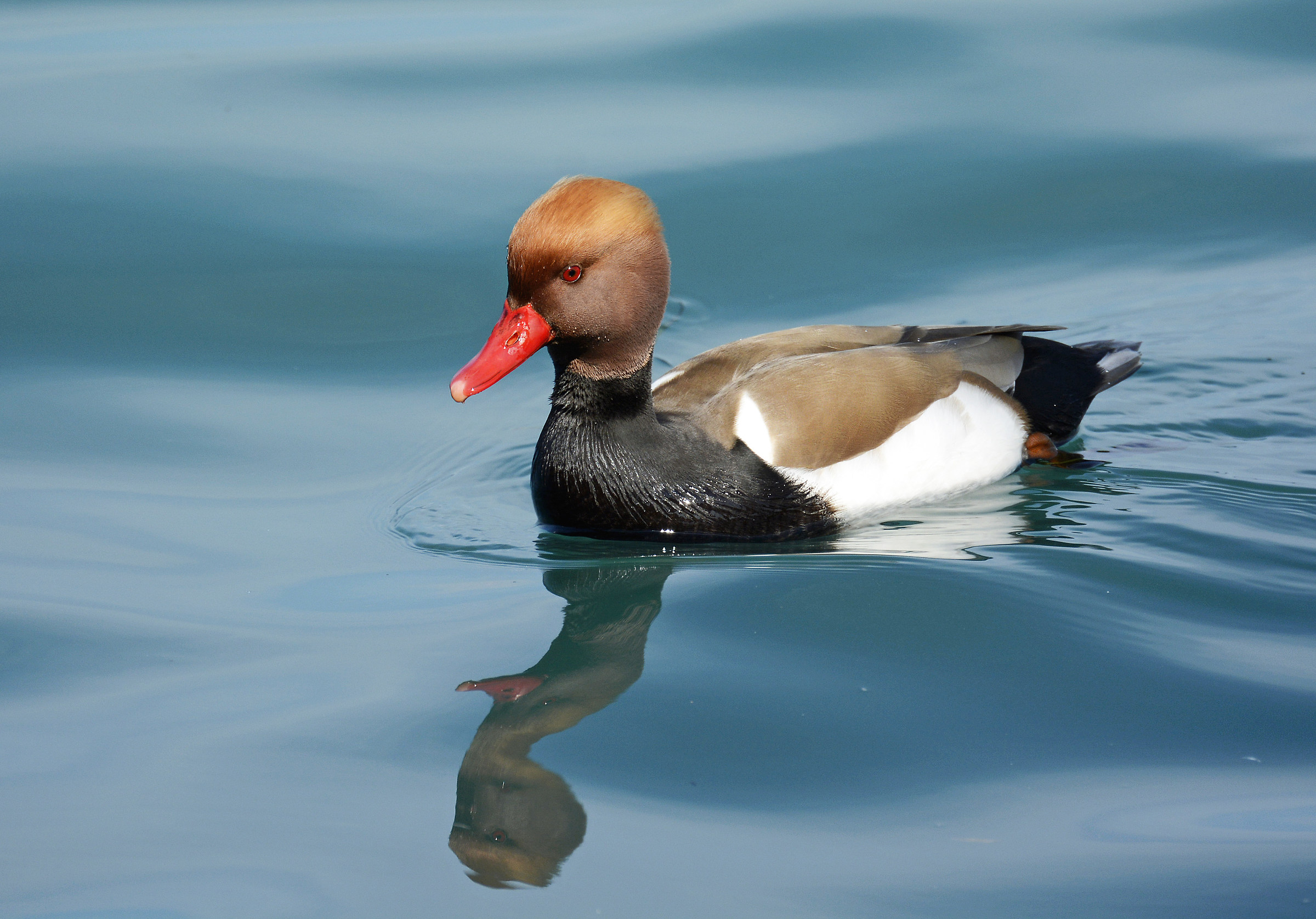Fistione Turkish male