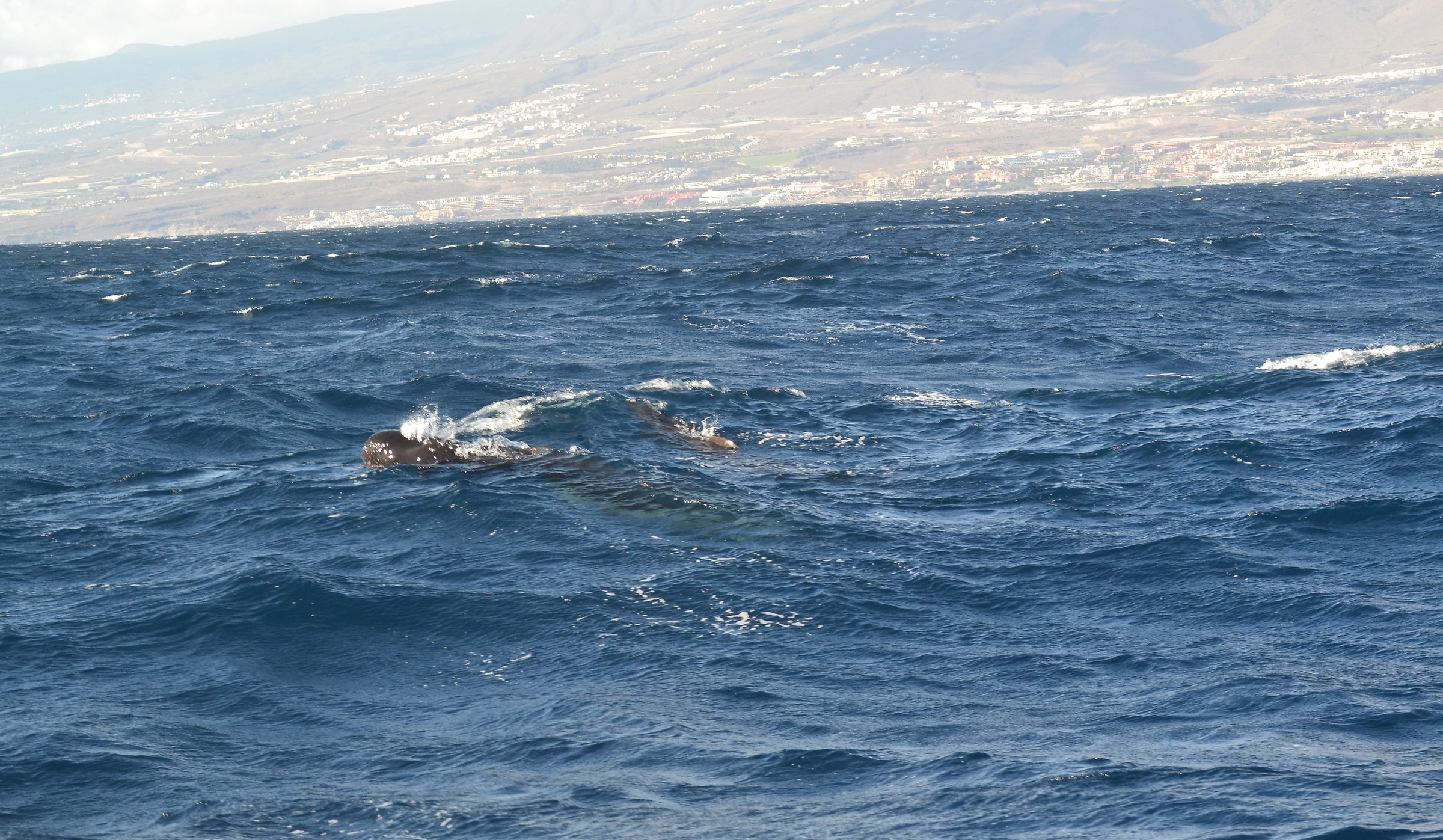 globicefalo,Tenerife