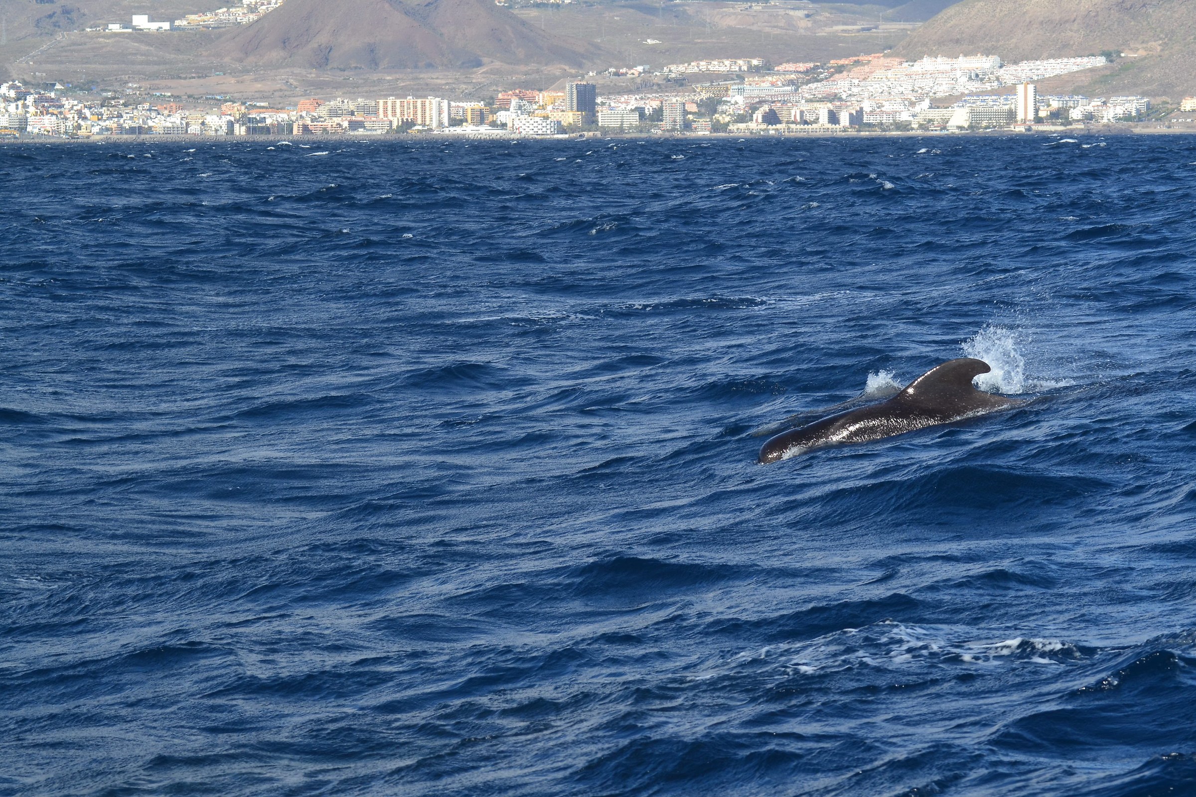 globicefalo,Tenerife