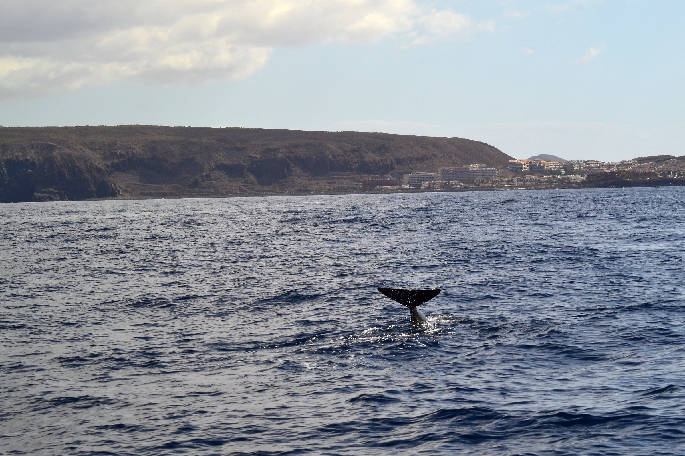 globicefalo, Tenerife