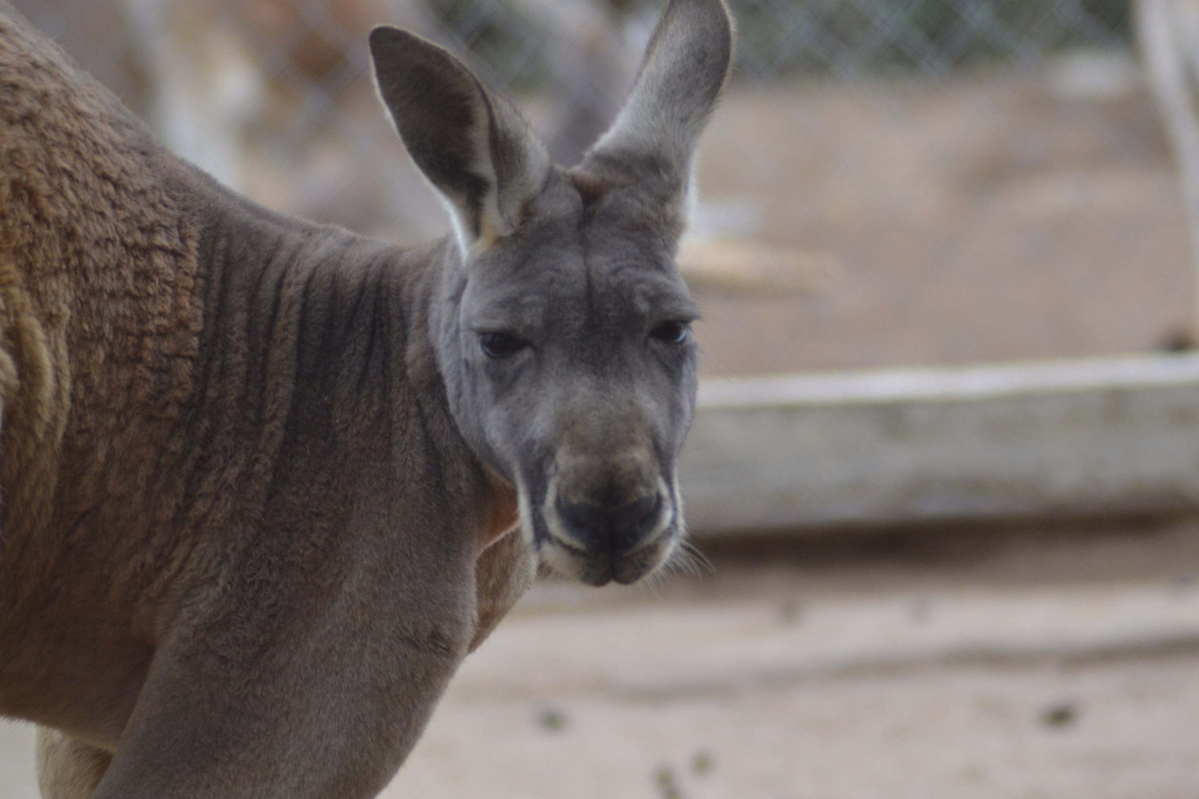 che hai da guardare?