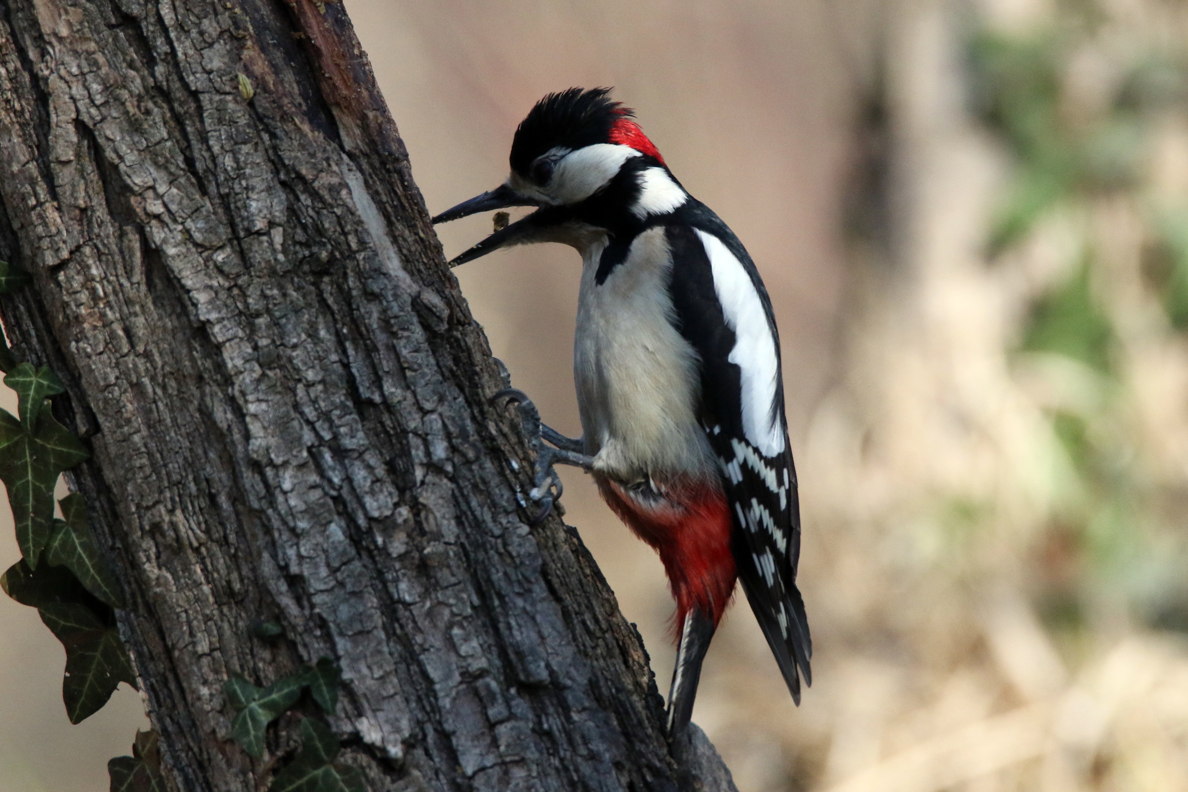 picchio rosso maggiore