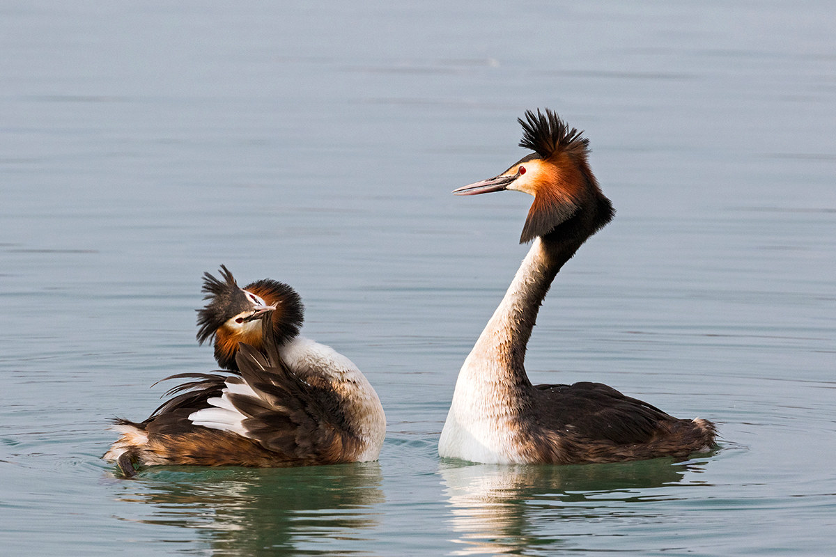 Svassi 2016 ( Il corteggiamento )