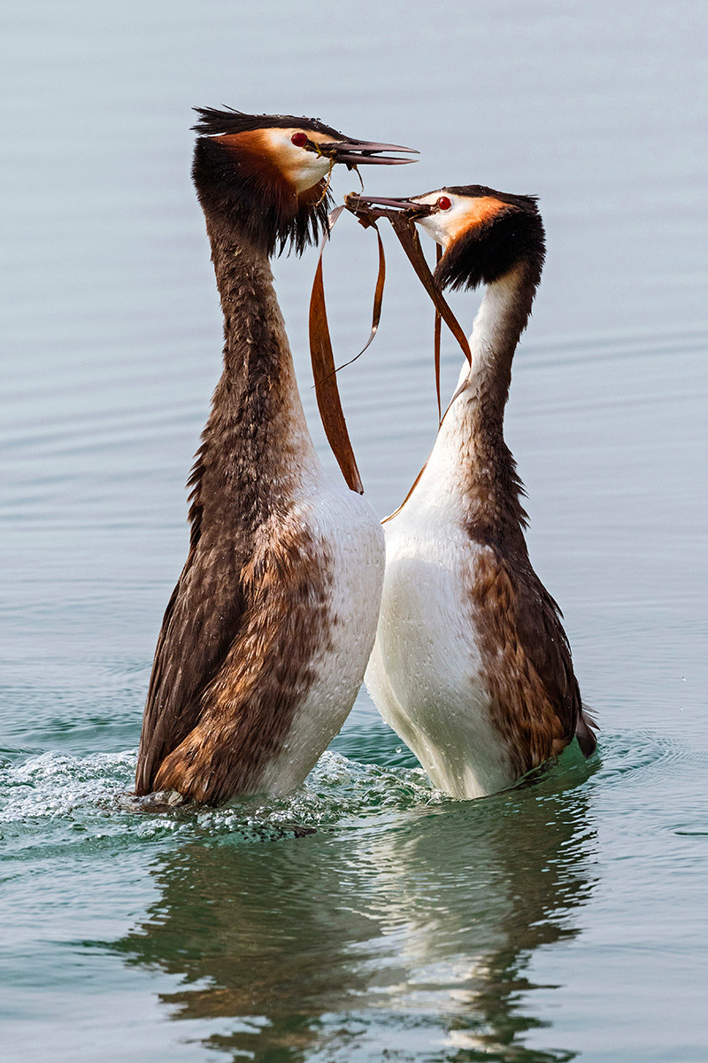 Svassi 2016 ( Il dono )